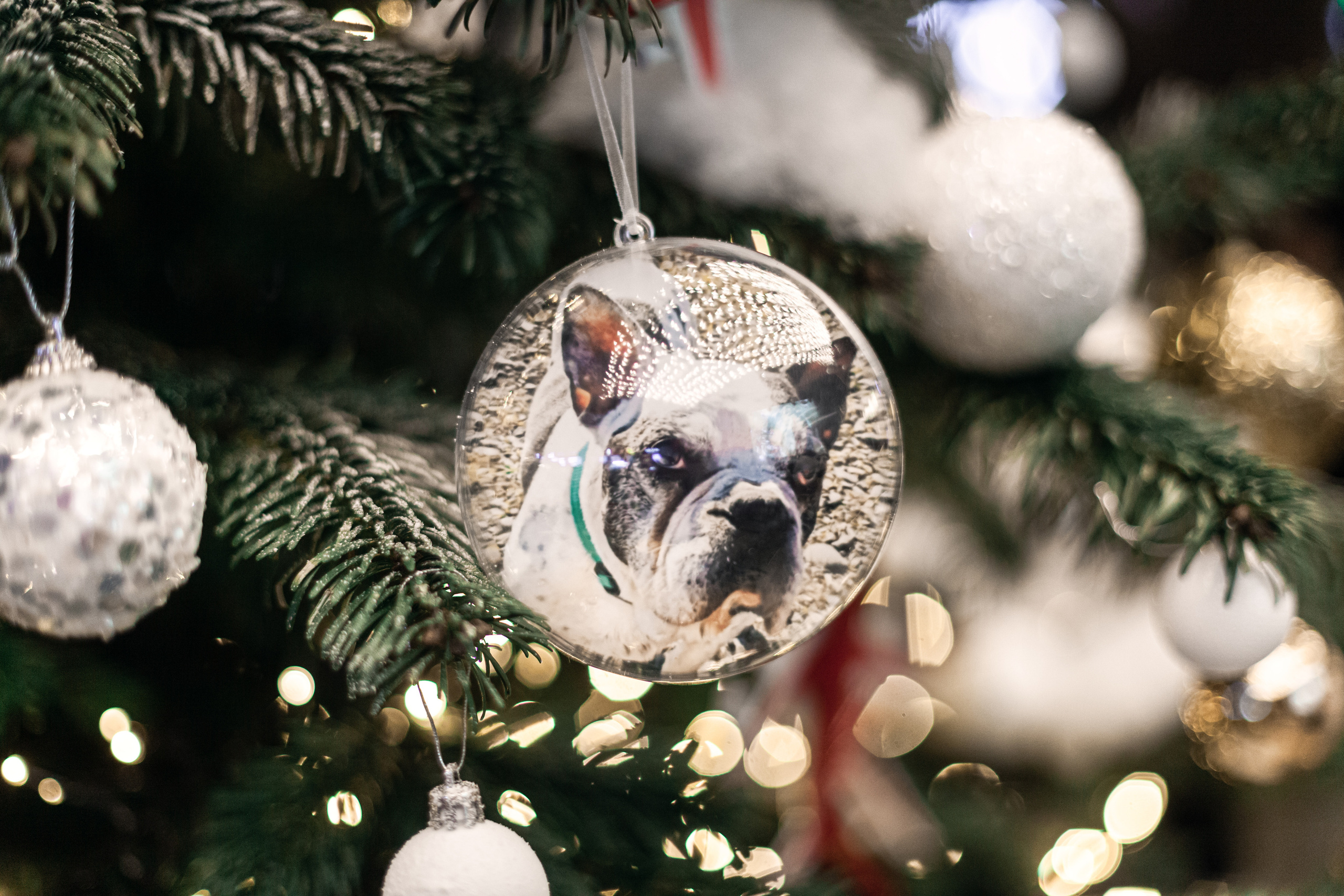 Бульелка 2022. Фотограф-анималист Татьяна Степанова