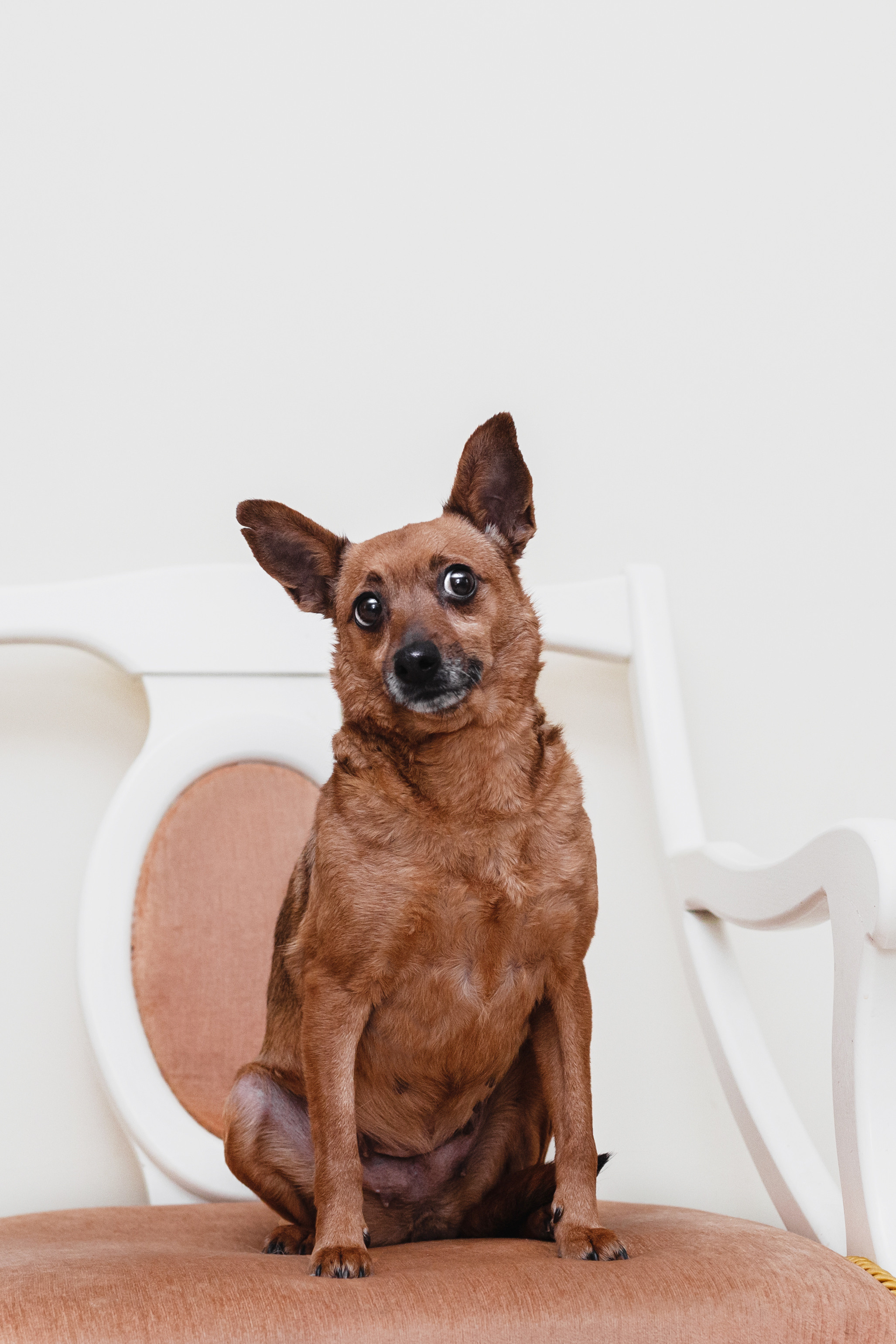 Домашняя съемка 2 собак и кошки 2023. Фотограф-анималист Татьяна Степанова