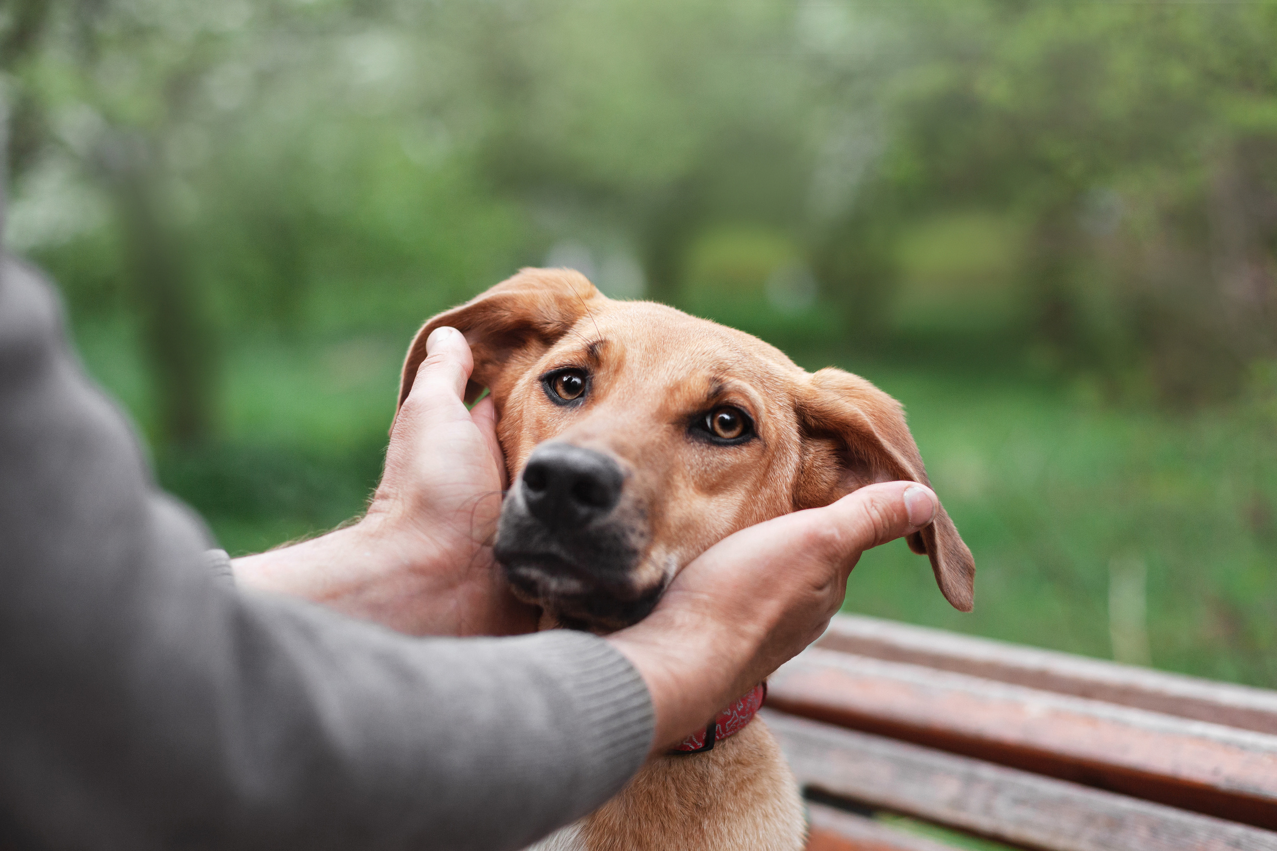 Съемка 3 собак в цветении 2023. Фотограф-анималист Татьяна Степанова