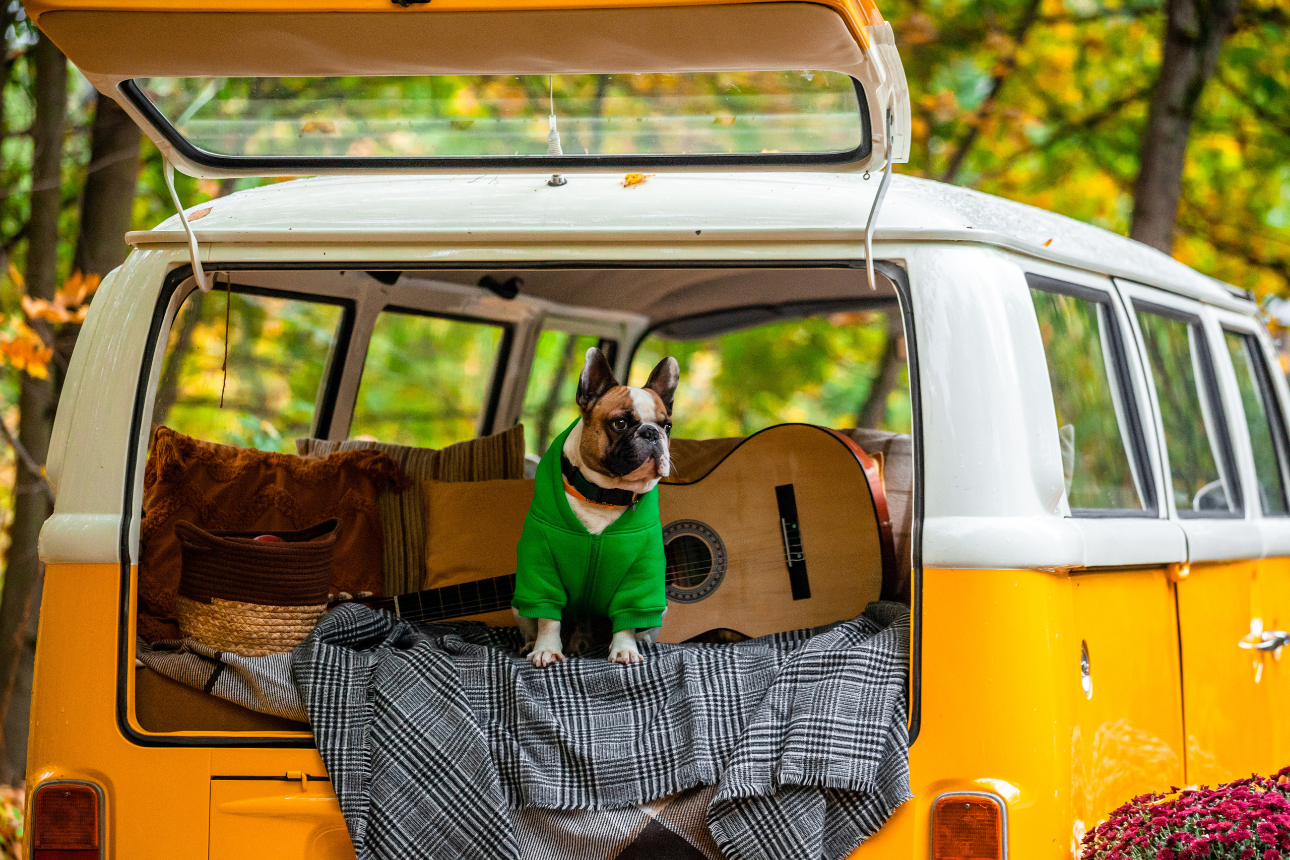 Съемка с ретро автобусом. Фотограф-анималист Татьяна Степанова