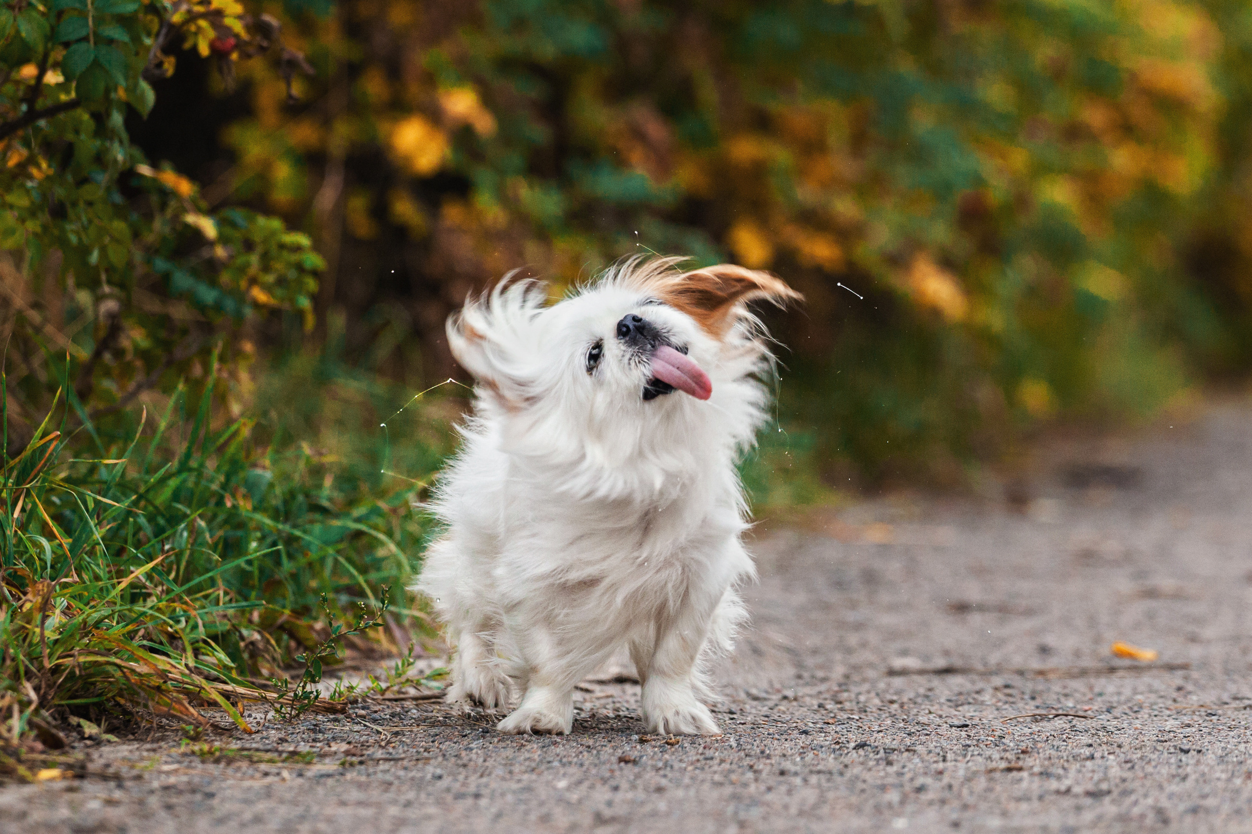 Лукас и Бусинка 2022. Фотограф-анималист Татьяна Степанова