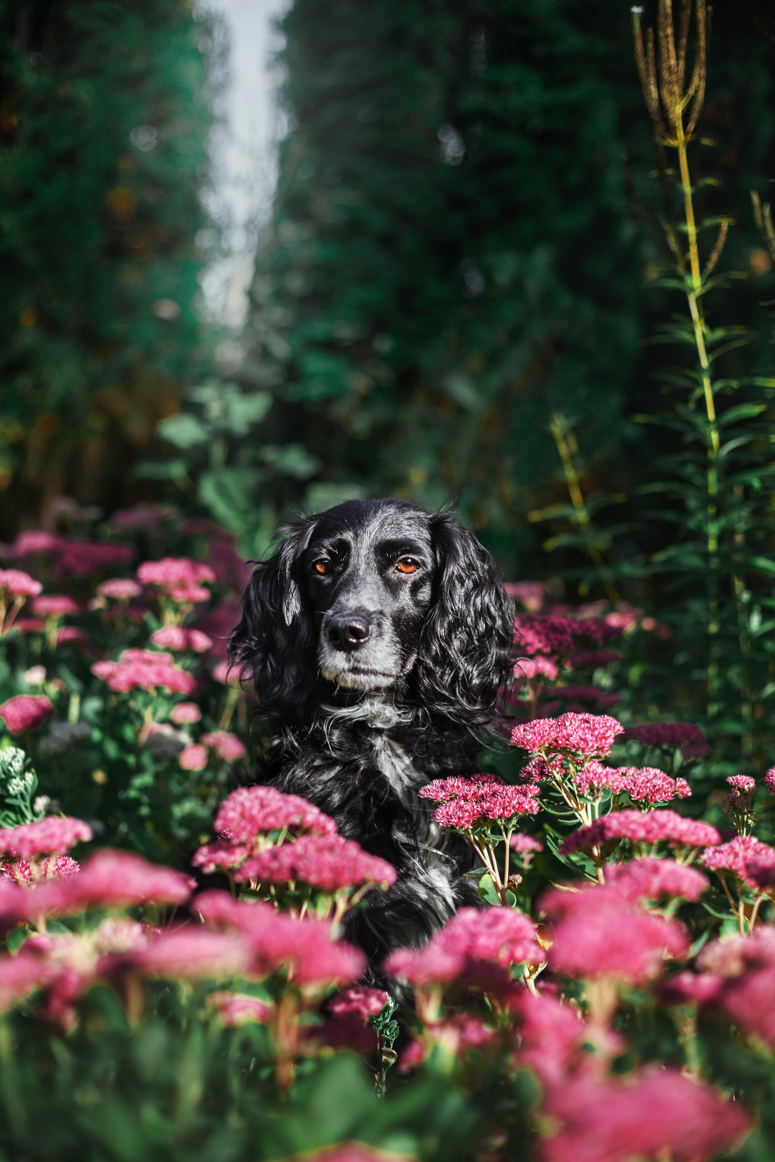 Барон и Лара 2022. Фотограф-анималист Татьяна Степанова