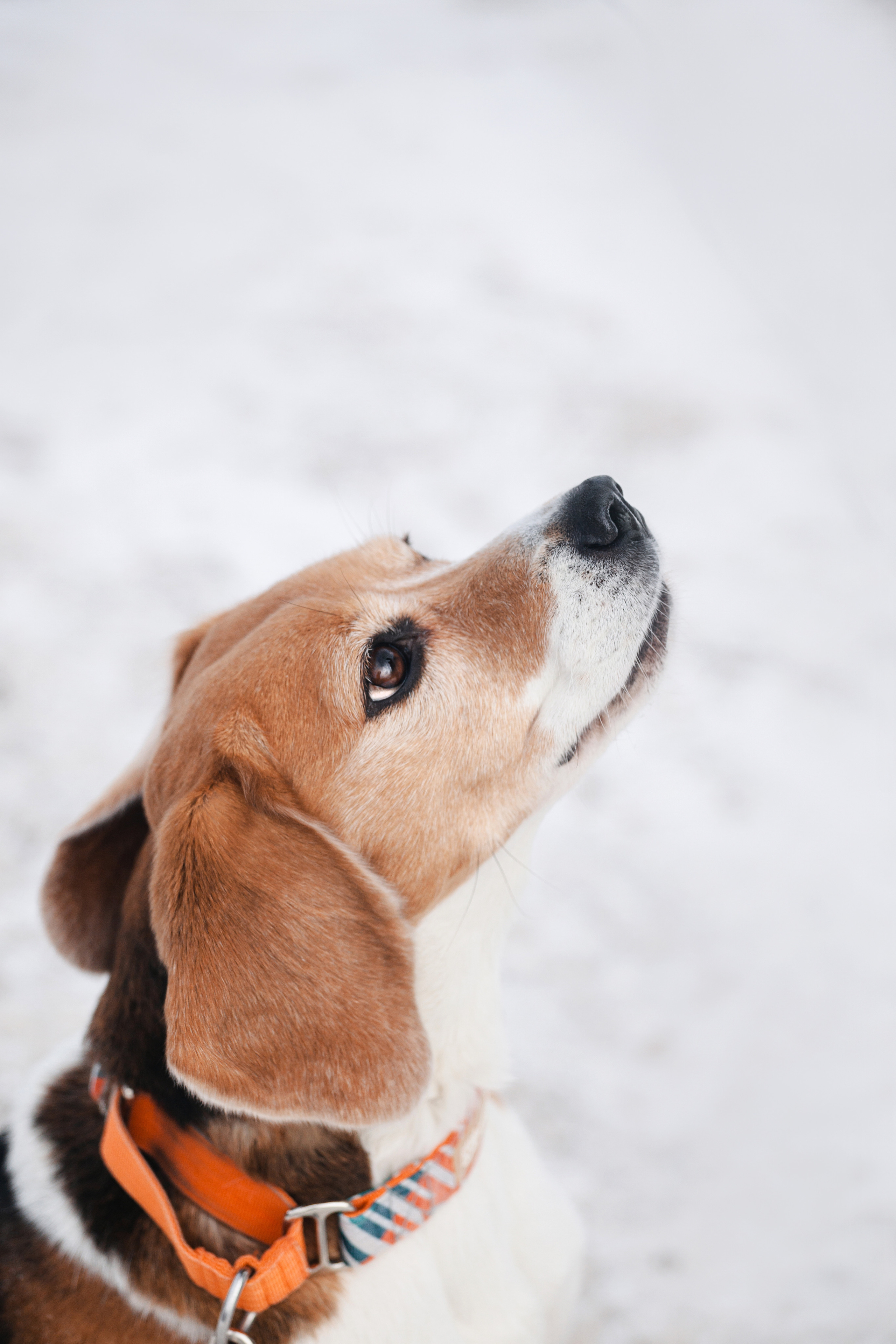 Группа помощи Дом для бигля 2023. Фотограф-анималист Татьяна Степанова