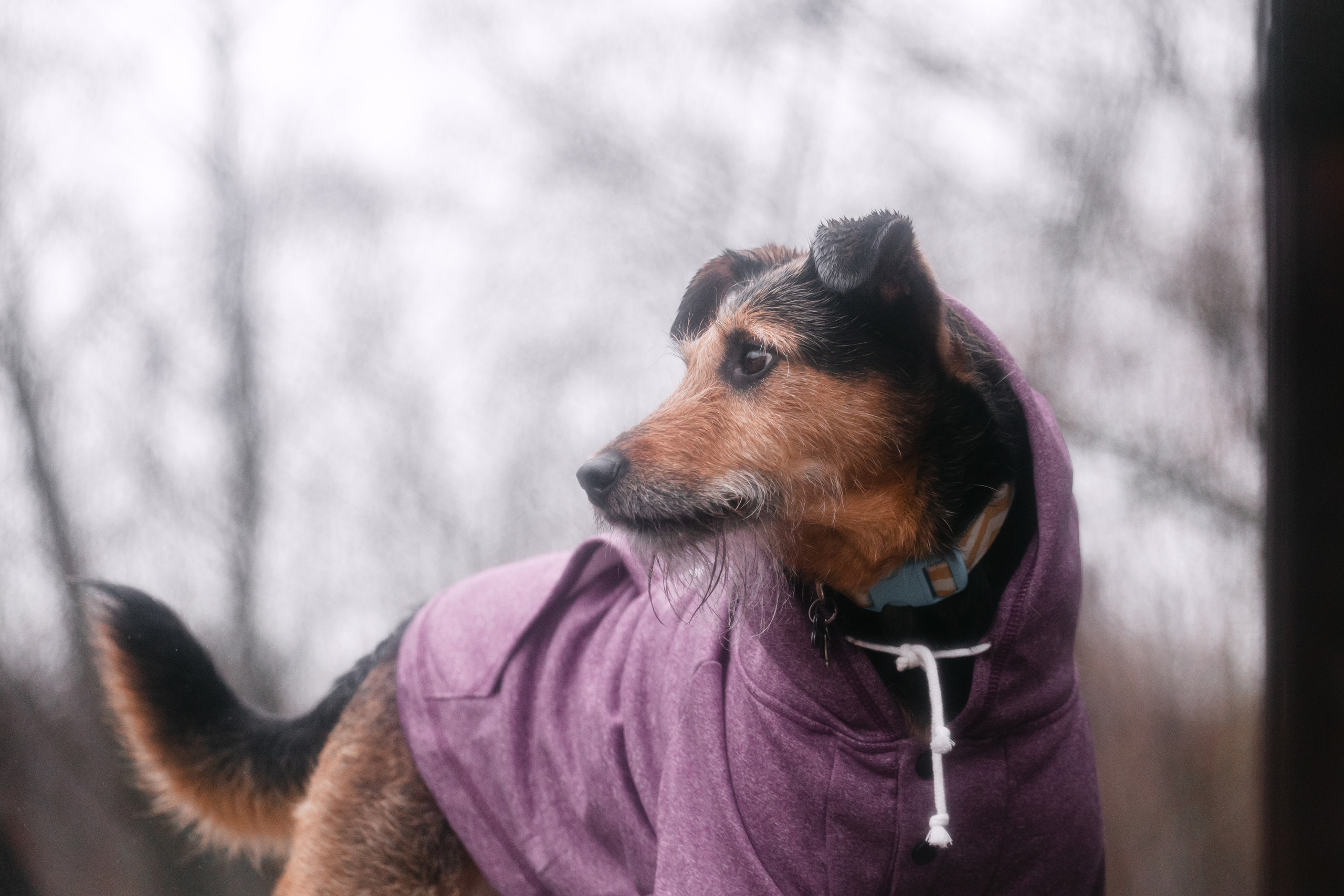 Лиза и Бренда. Фотограф-анималист Татьяна Степанова