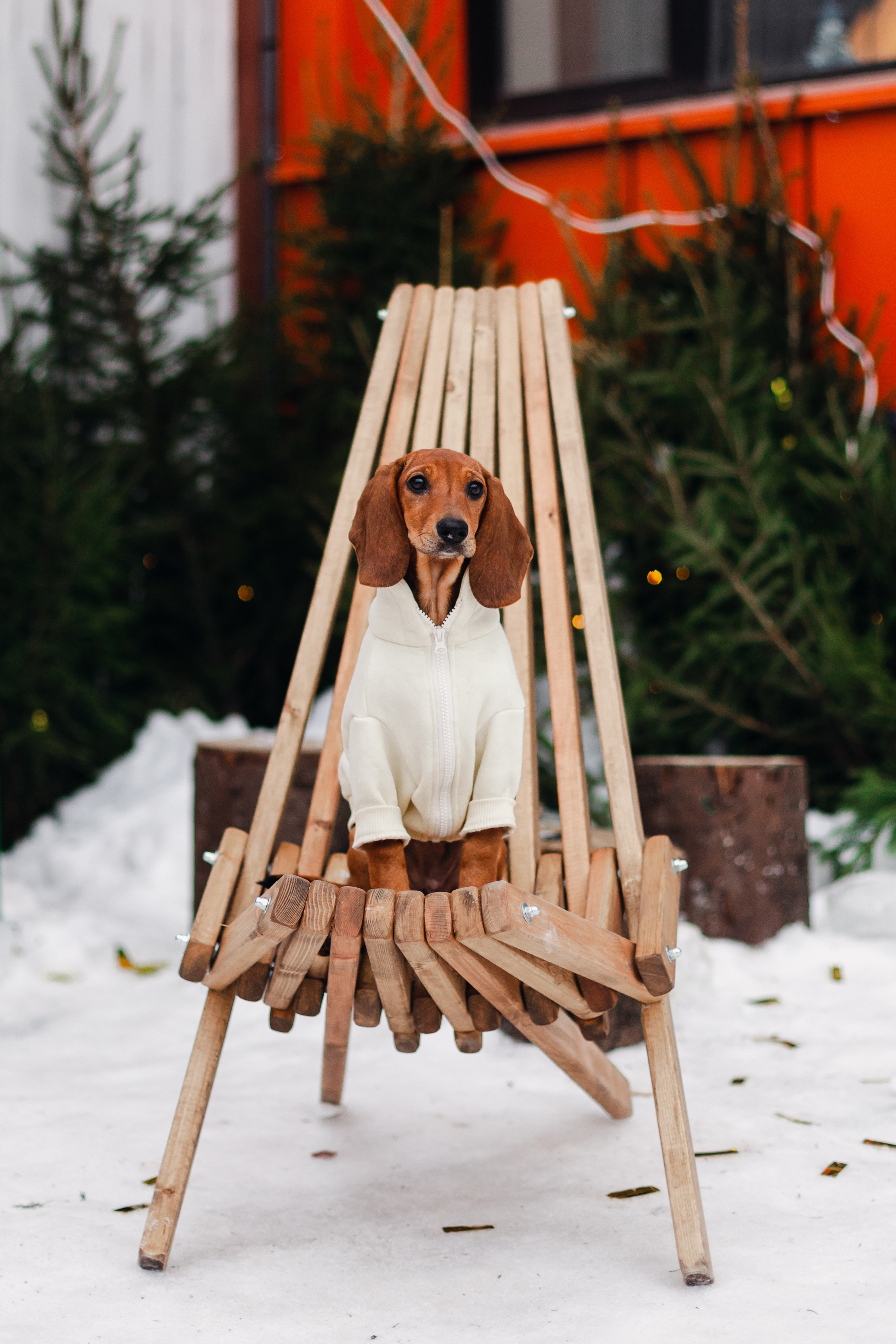 Новогодняя серия с ретромашиной. Фотограф-анималист Татьяна Степанова