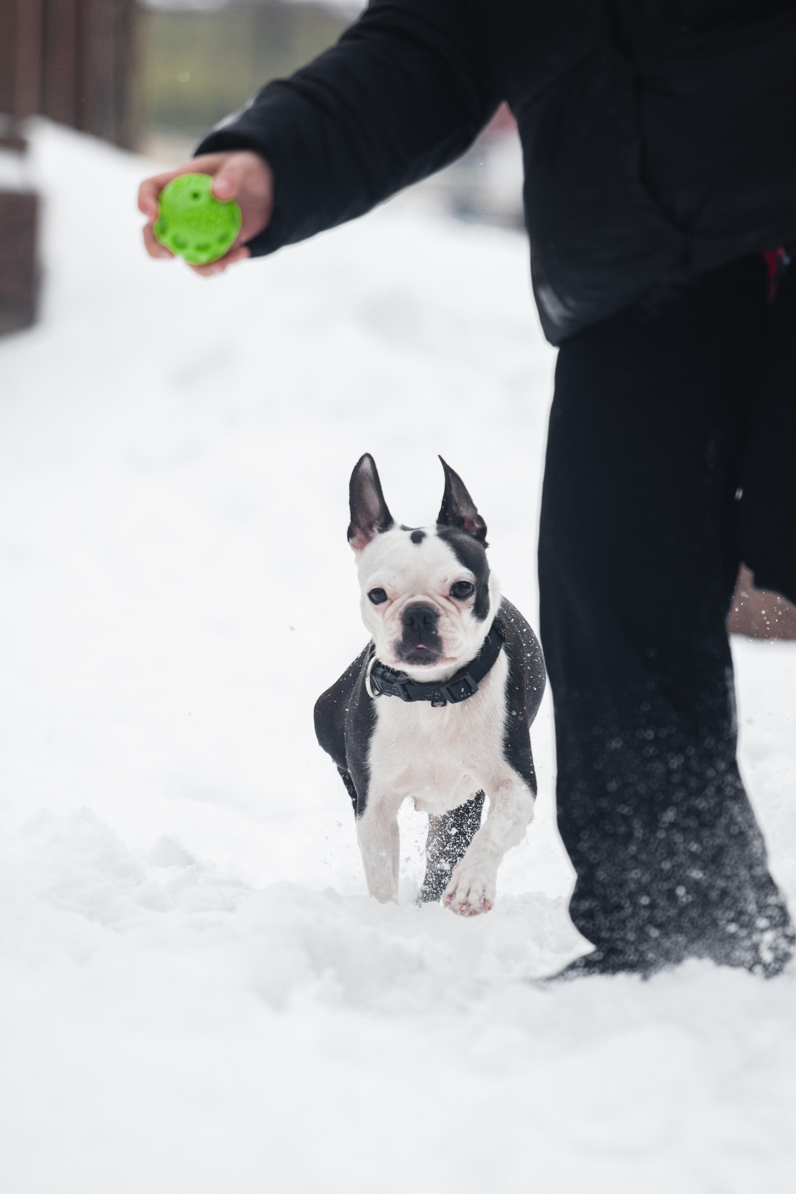 Василиса и Мира Кузнецкий мост. Фотограф-анималист Татьяна Степанова