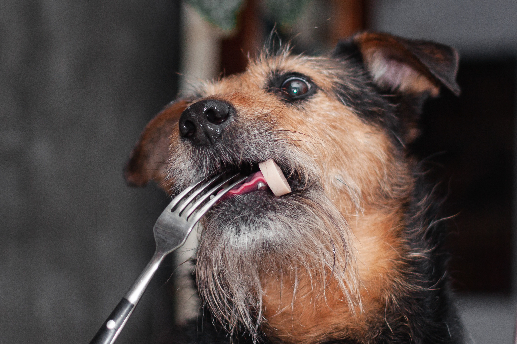 Лиза и Бренда. Фотограф-анималист Татьяна Степанова