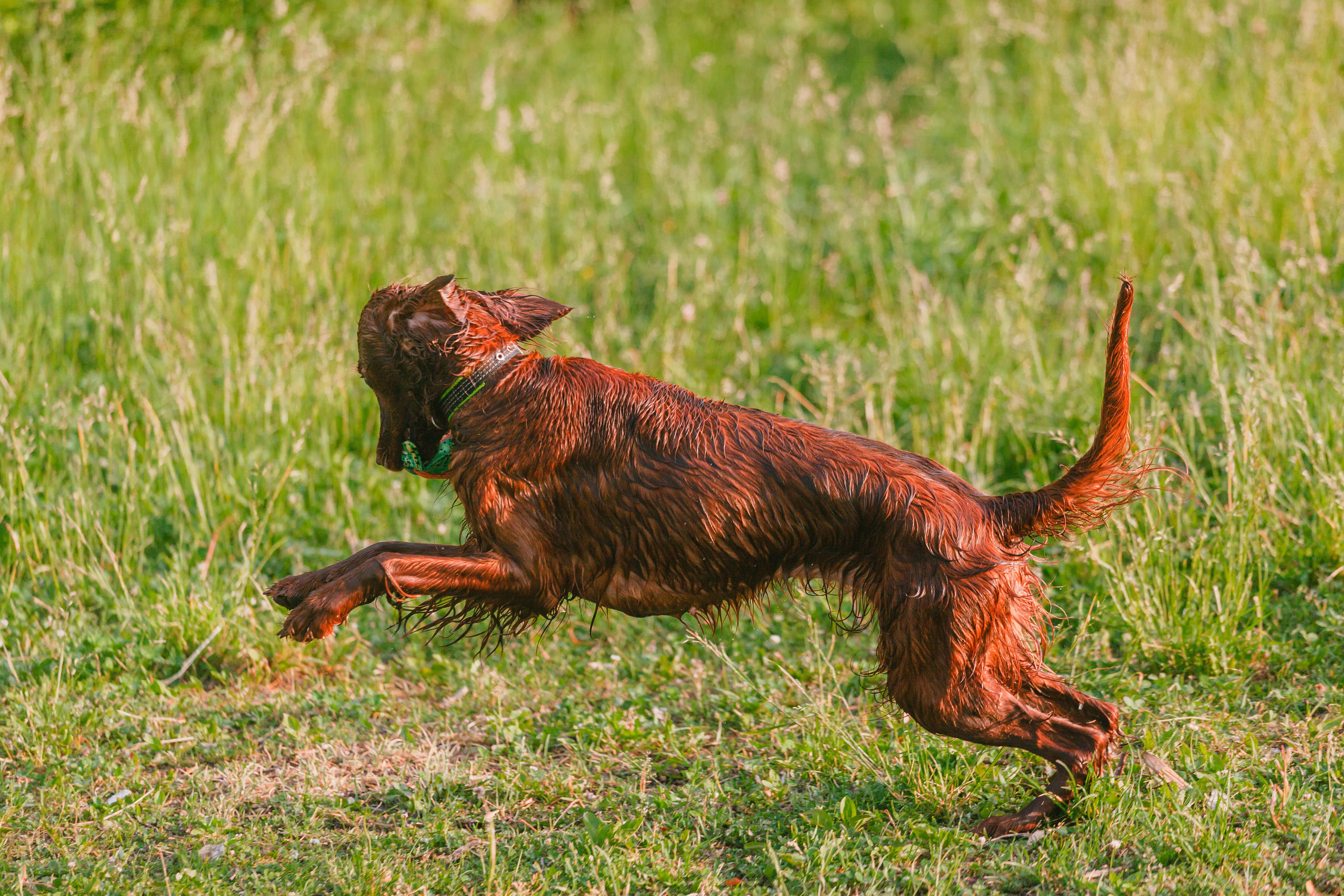 Рассветная съемка в ПКИО Северное Тушино. Фотограф-анималист Татьяна Степанова