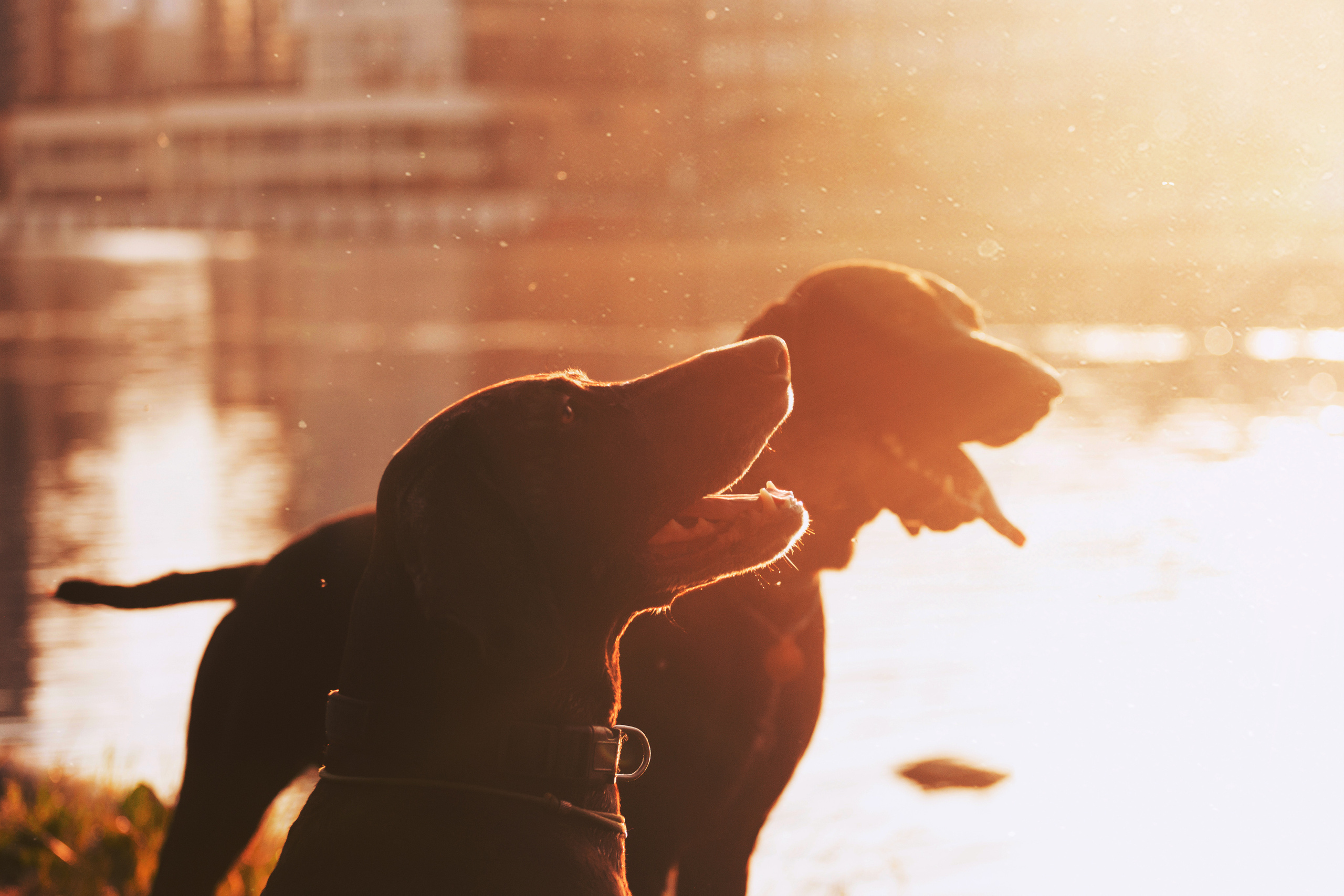 Рассветная съемка в ПКИО Северное Тушино. Фотограф-анималист Татьяна Степанова