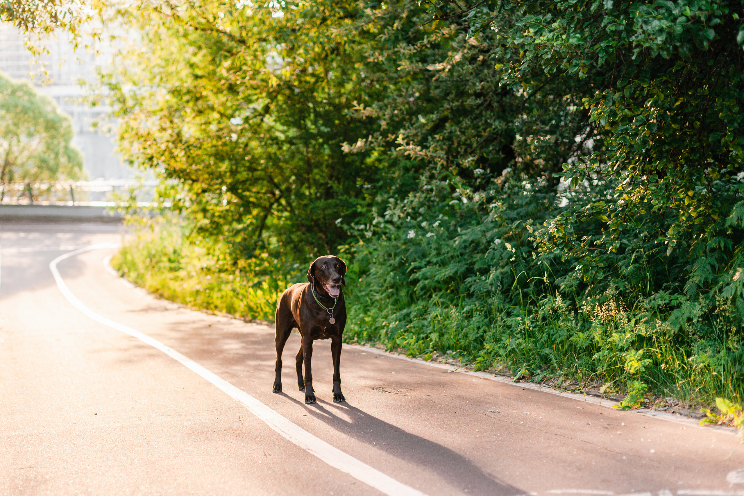Рассветная съемка в ПКИО Северное Тушино. Фотограф-анималист Татьяна Степанова