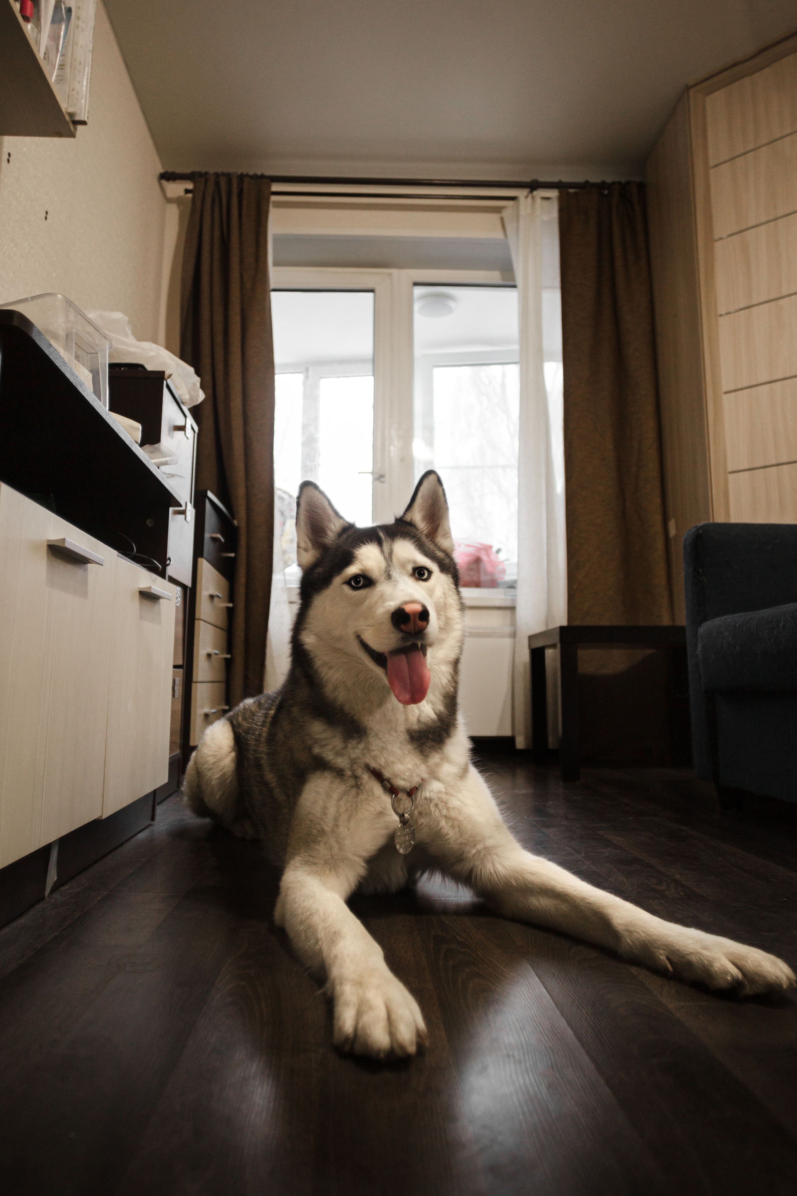 Киба и Аки. Фотограф-анималист Татьяна Степанова