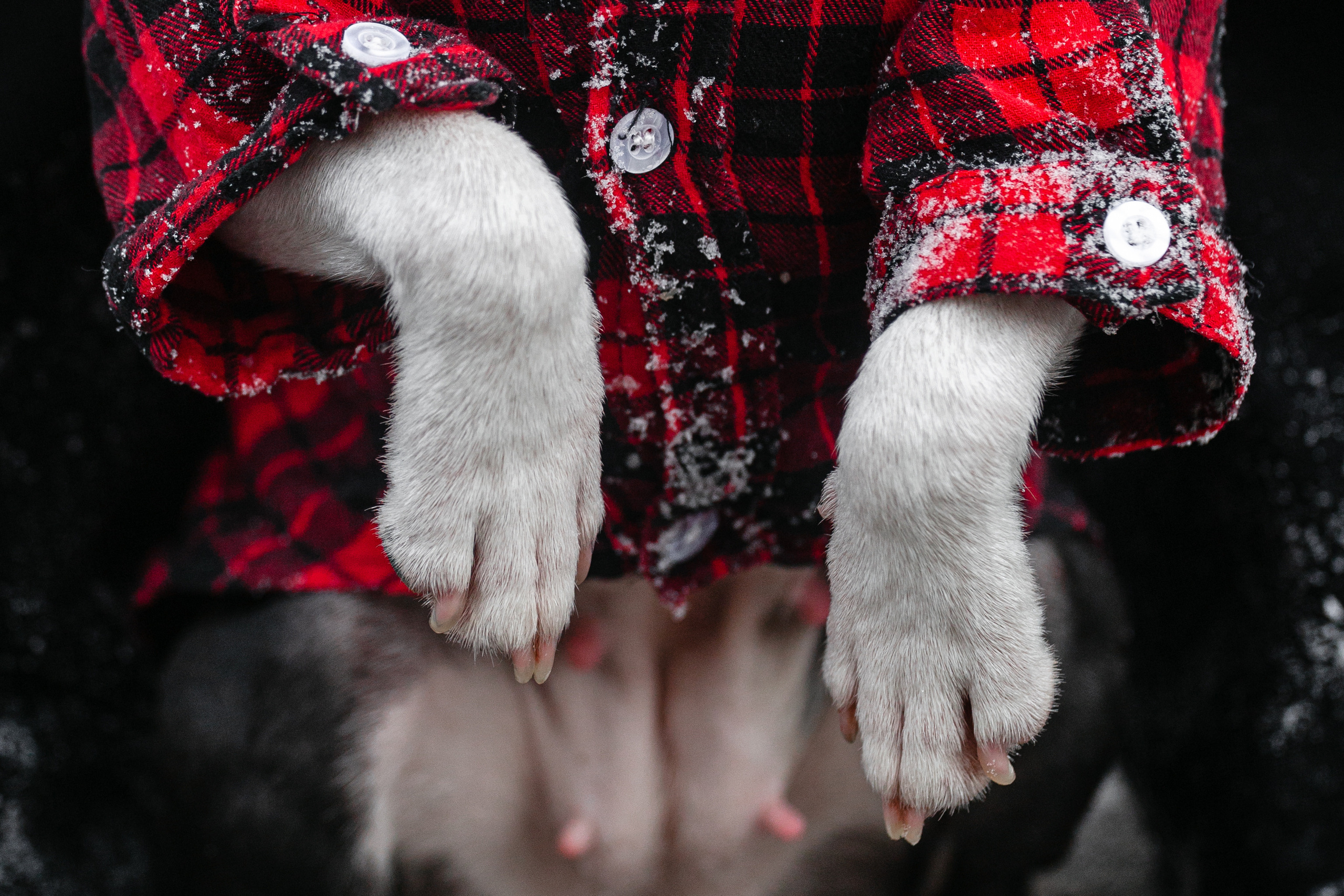 Василиса и Мира Кузнецкий мост. Фотограф-анималист Татьяна Степанова