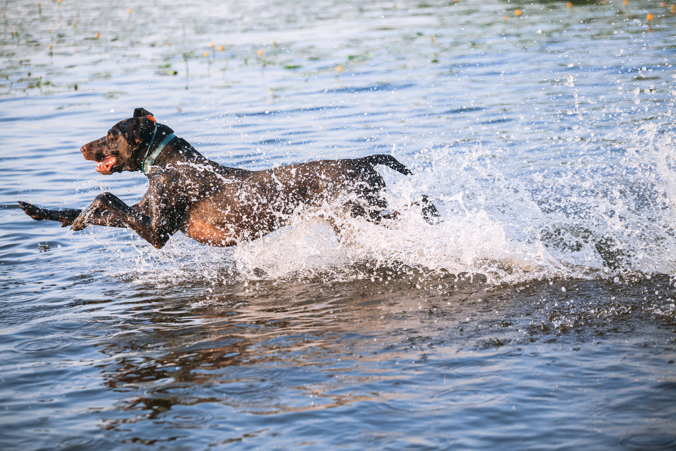 Рассветная съемка в ПКИО Северное Тушино. Фотограф-анималист Татьяна Степанова