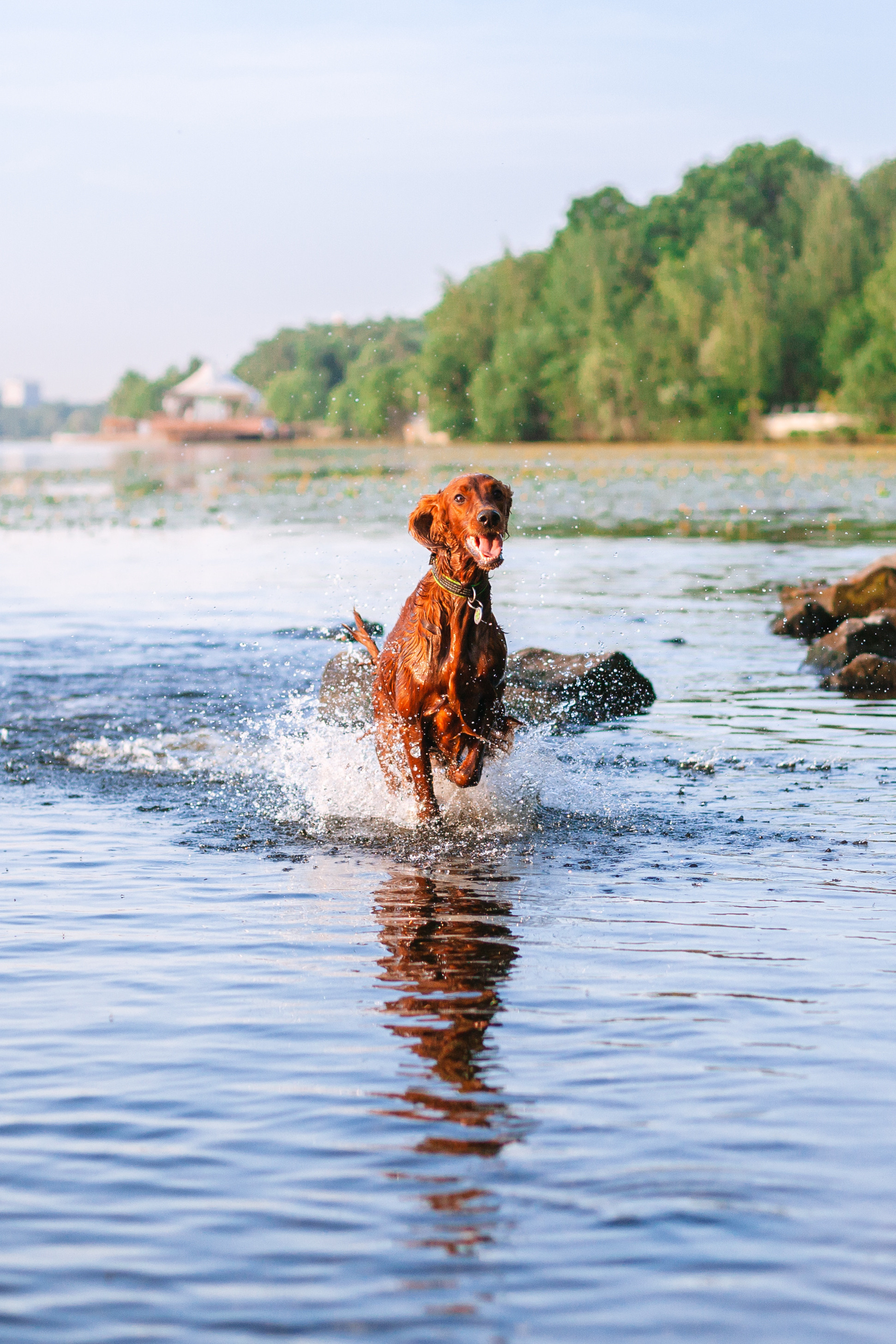 Рассветная съемка в ПКИО Северное Тушино. Фотограф-анималист Татьяна Степанова