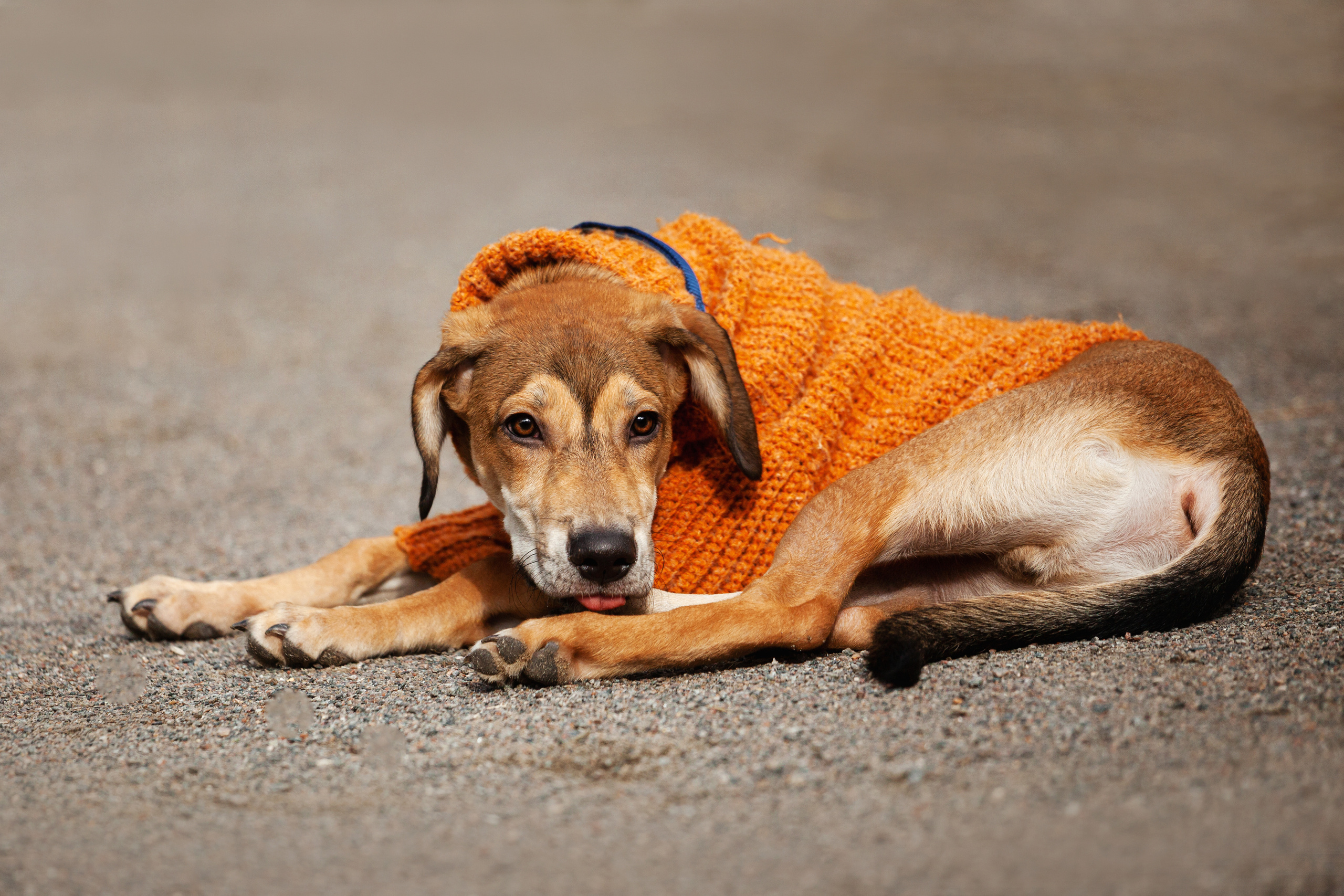 Лукас и Бусинка 2022. Фотограф-анималист Татьяна Степанова