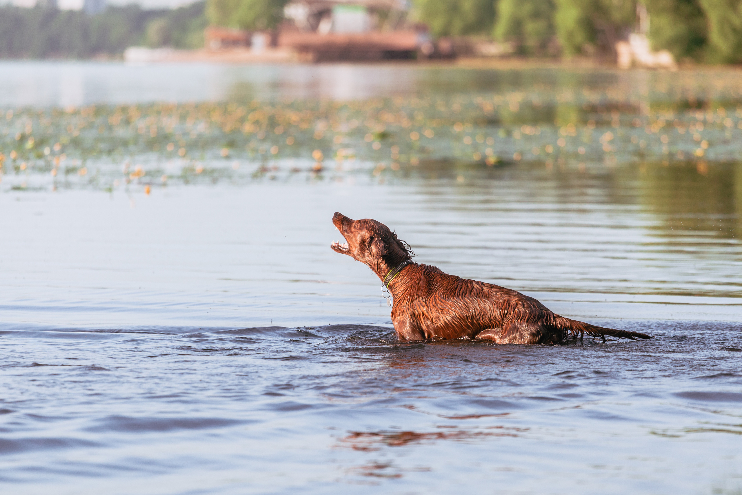Рассветная съемка в ПКИО Северное Тушино. Фотограф-анималист Татьяна Степанова