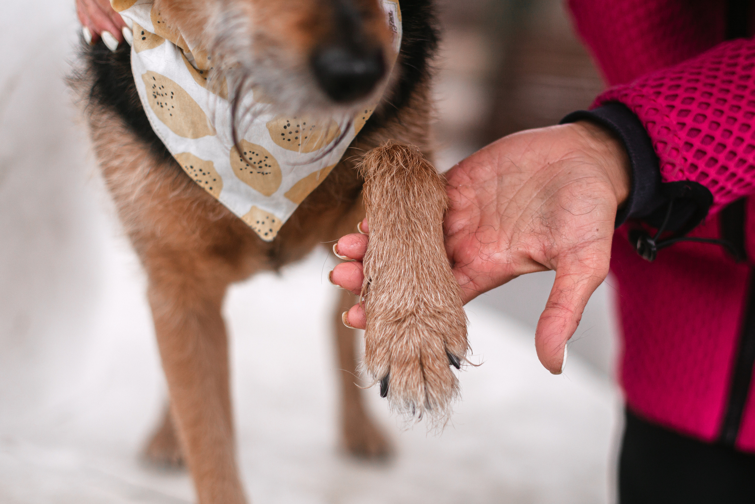 Лиза и Бренда. Фотограф-анималист Татьяна Степанова