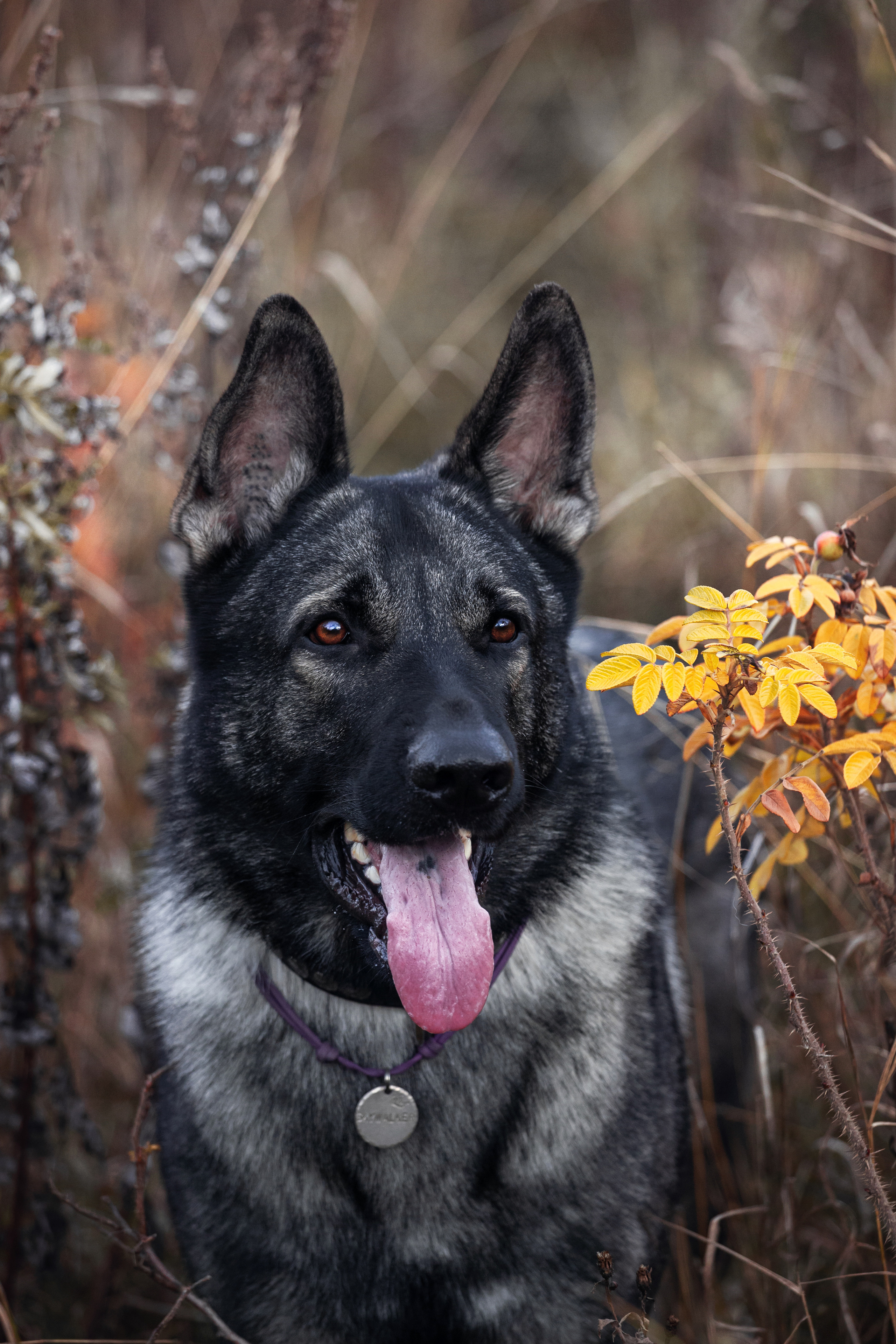 Женя, Скай и Арти в ПКИО Северное Тушино. Фотограф-анималист Татьяна Степанова