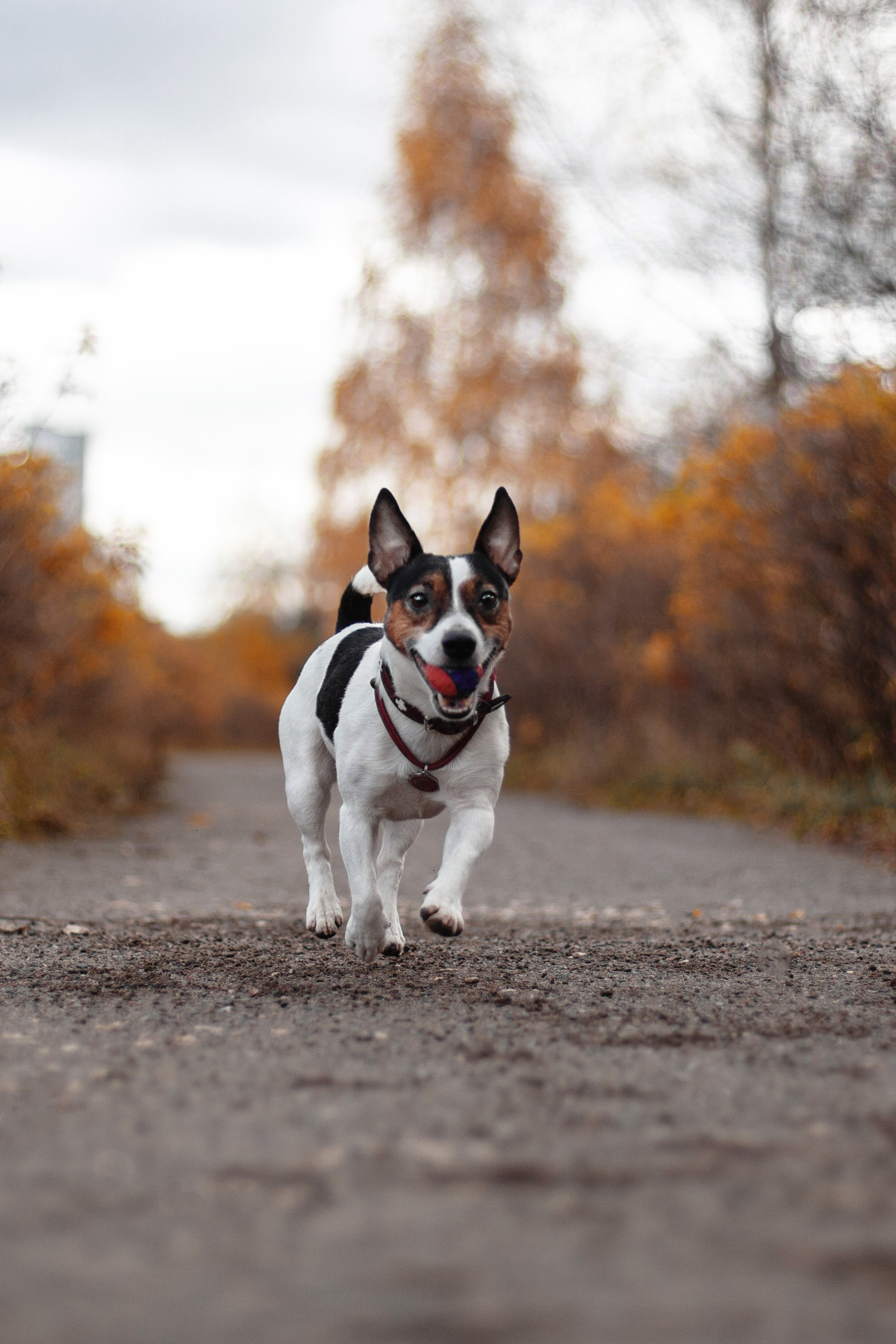 Женя, Скай и Арти в ПКИО Северное Тушино. Фотограф-анималист Татьяна Степанова