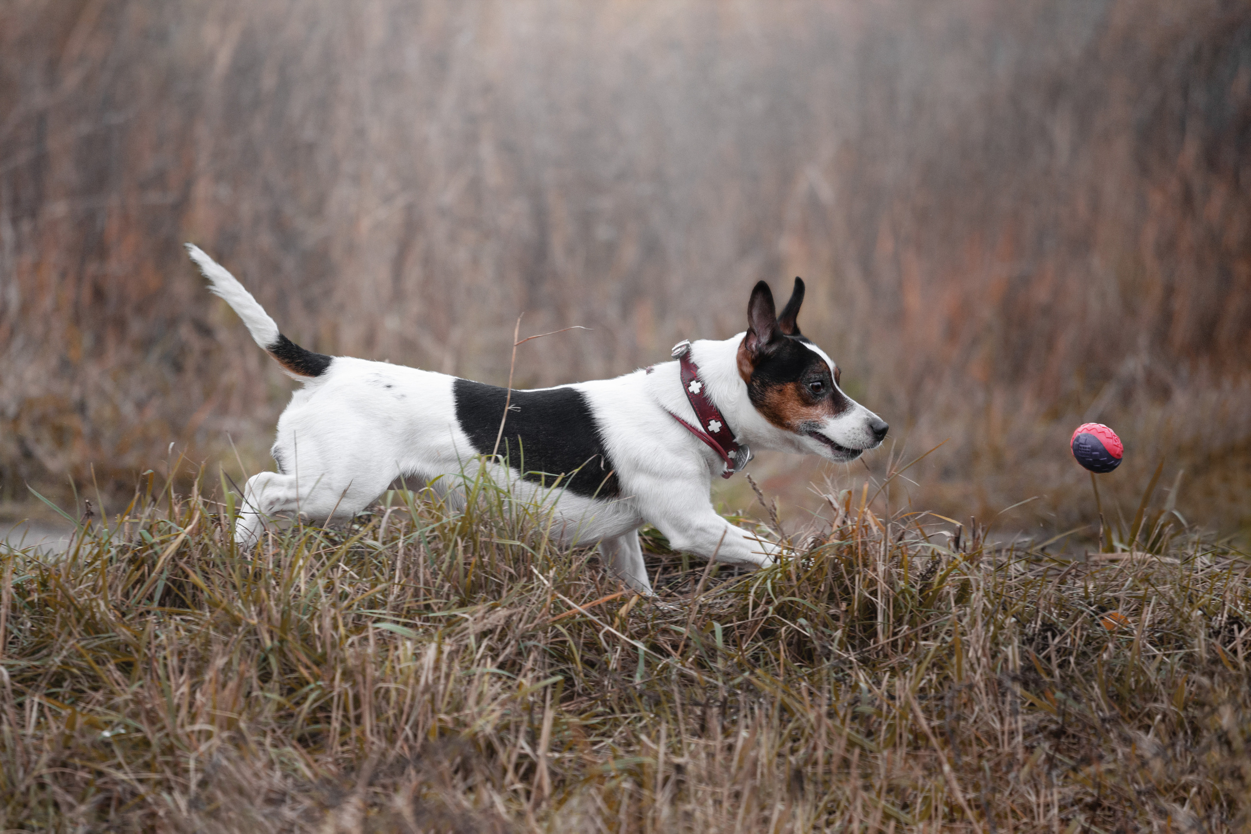 Женя, Скай и Арти в ПКИО Северное Тушино. Фотограф-анималист Татьяна Степанова