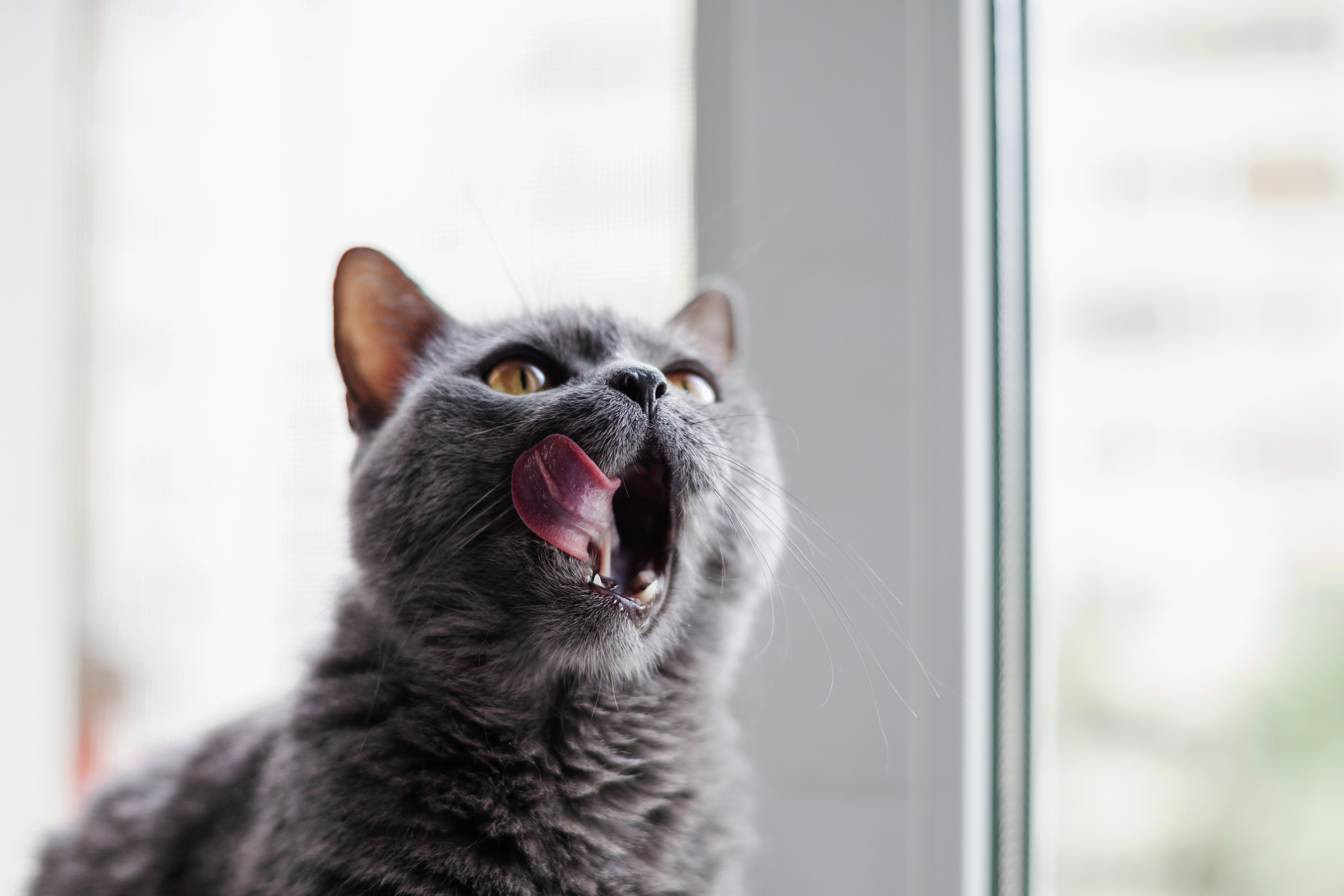 Кристи 2022. Фотограф-анималист Татьяна Степанова