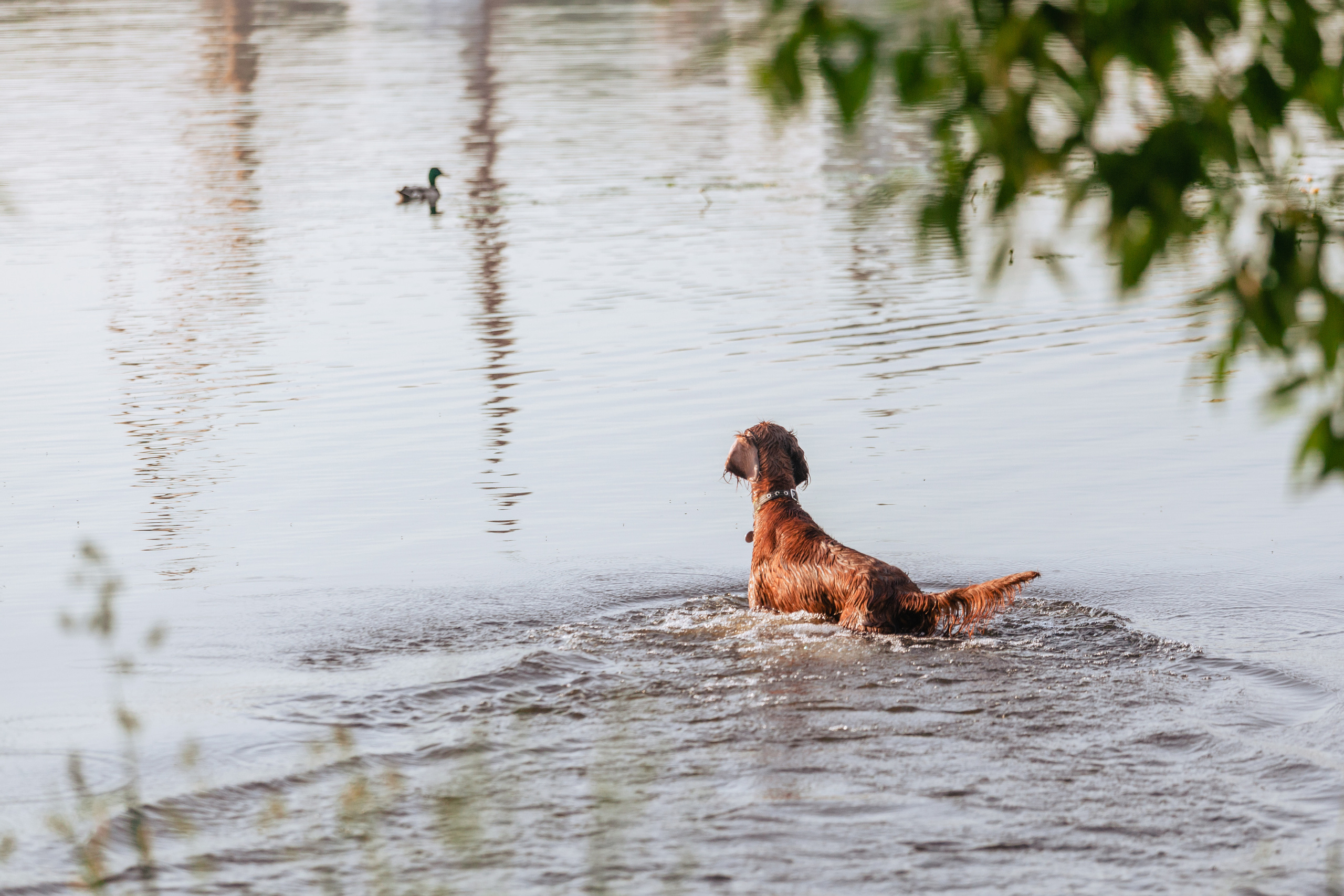 Рассветная съемка в ПКИО Северное Тушино. Фотограф-анималист Татьяна Степанова