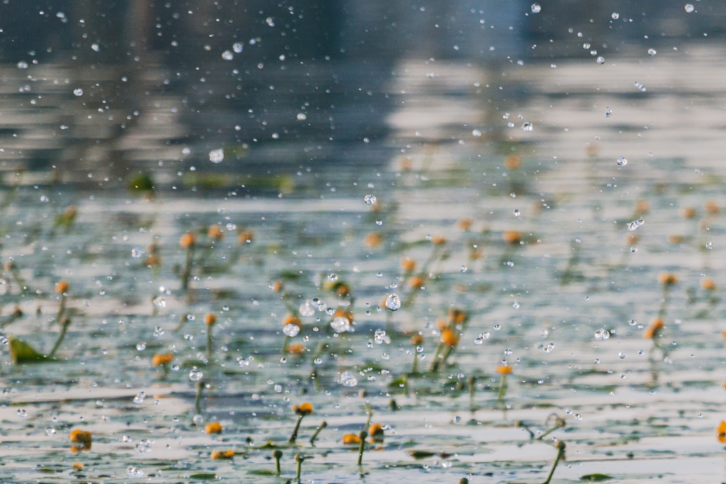 Рассветная съемка в ПКИО Северное Тушино. Фотограф-анималист Татьяна Степанова