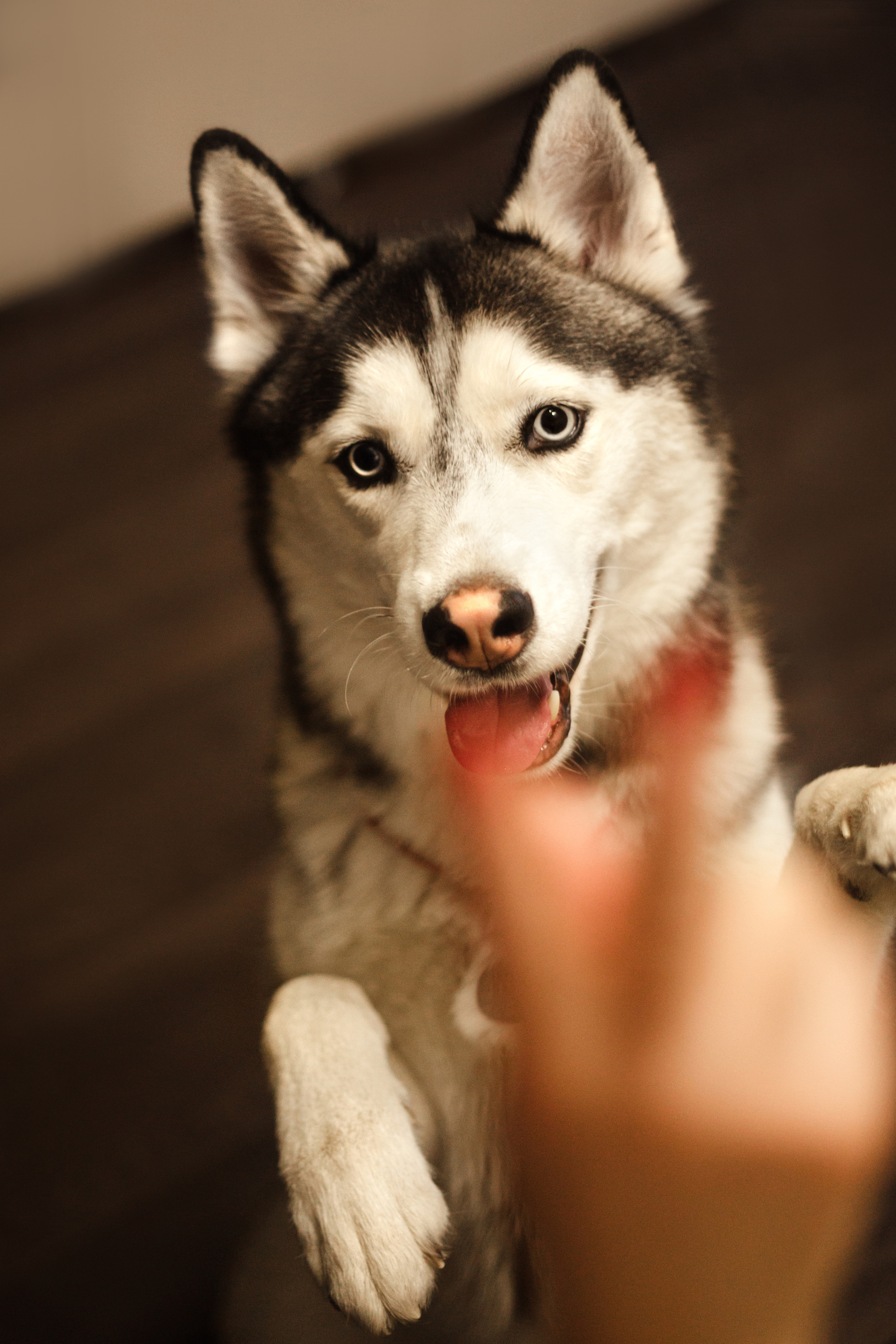 Киба и Аки. Фотограф-анималист Татьяна Степанова