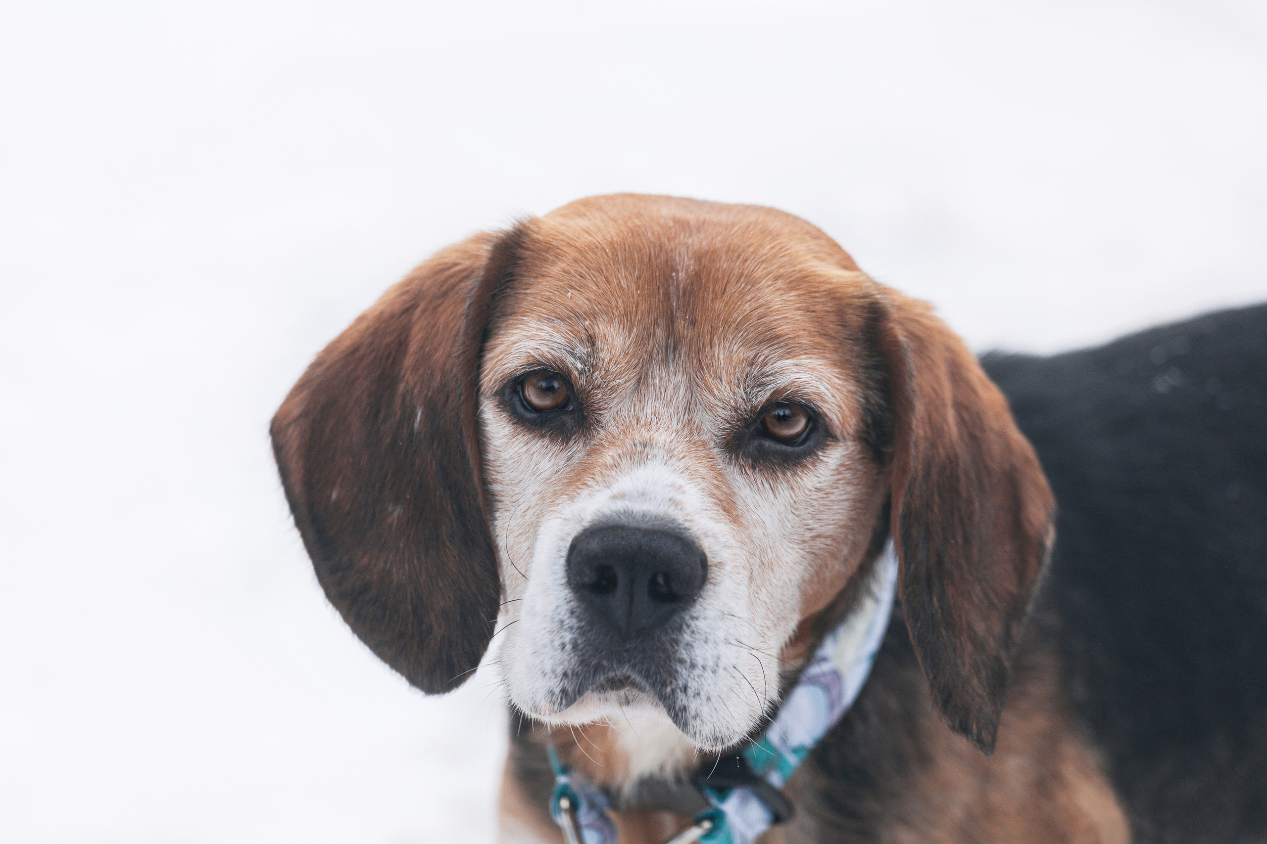 Группа помощи Дом для бигля 2023. Фотограф-анималист Татьяна Степанова