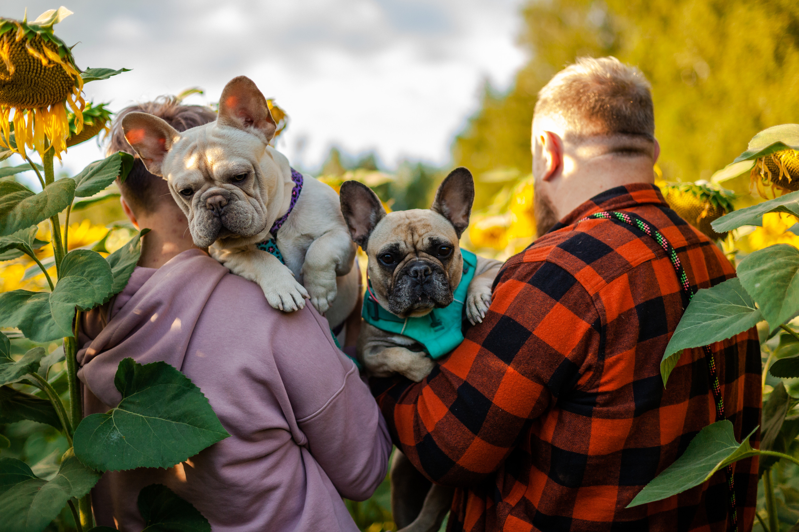 Коломна, стога и подсолнухи. Фотограф-анималист Татьяна Степанова