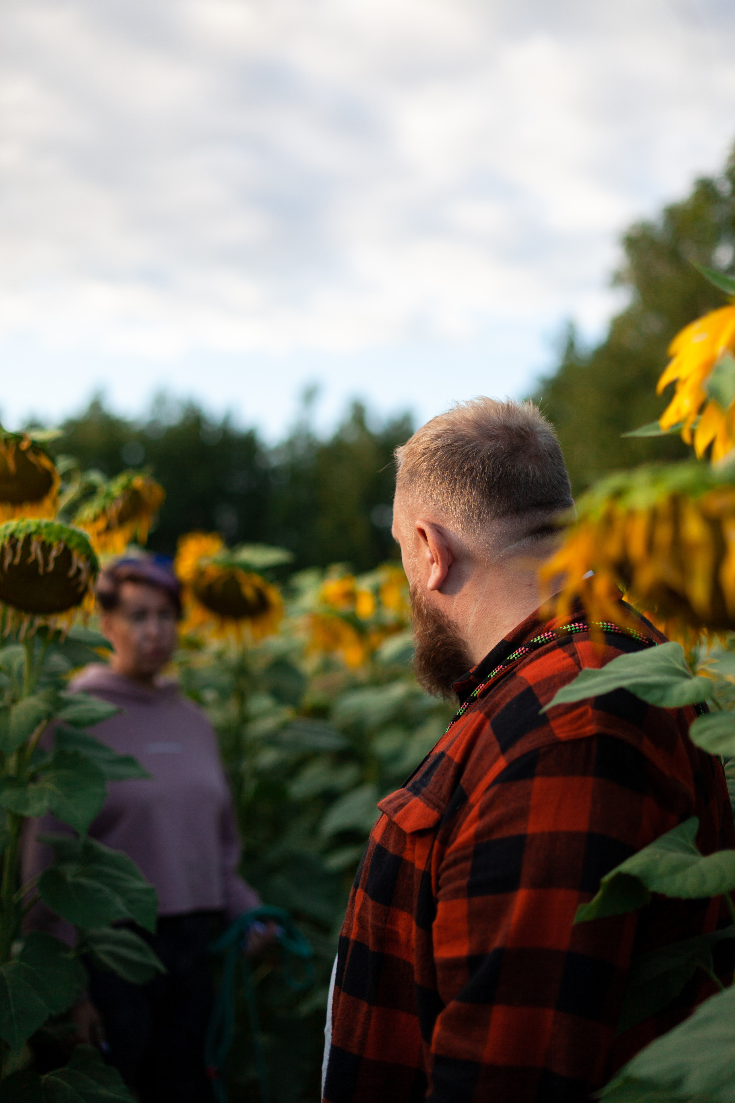 Коломна, стога и подсолнухи. Фотограф-анималист Татьяна Степанова