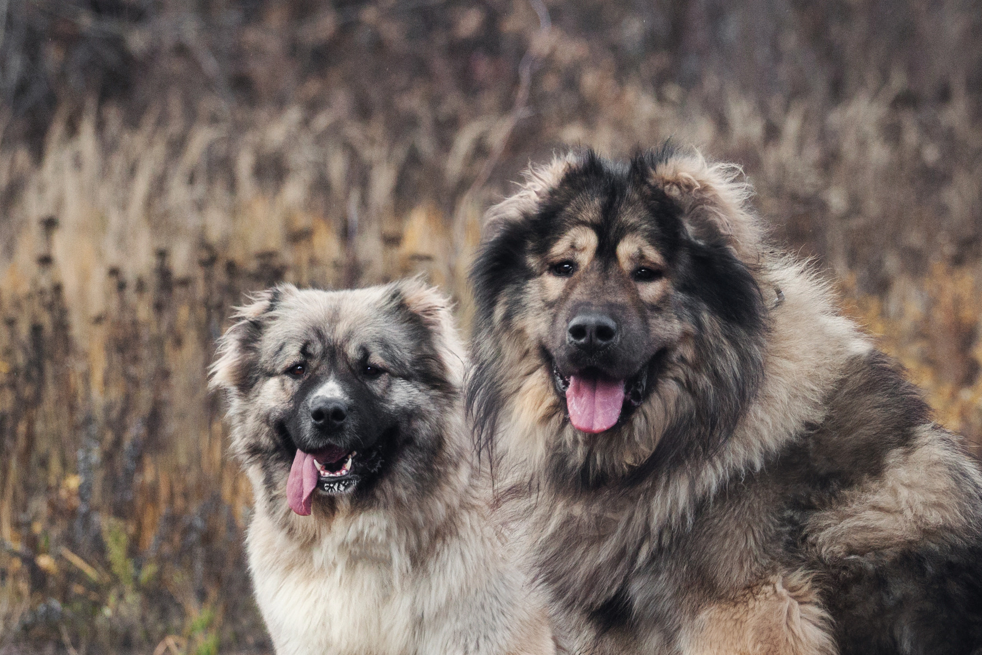 Фонд помощи кавказским овчаркам (Дудусик дог) 2022. Фотограф-анималист Татьяна Степанова