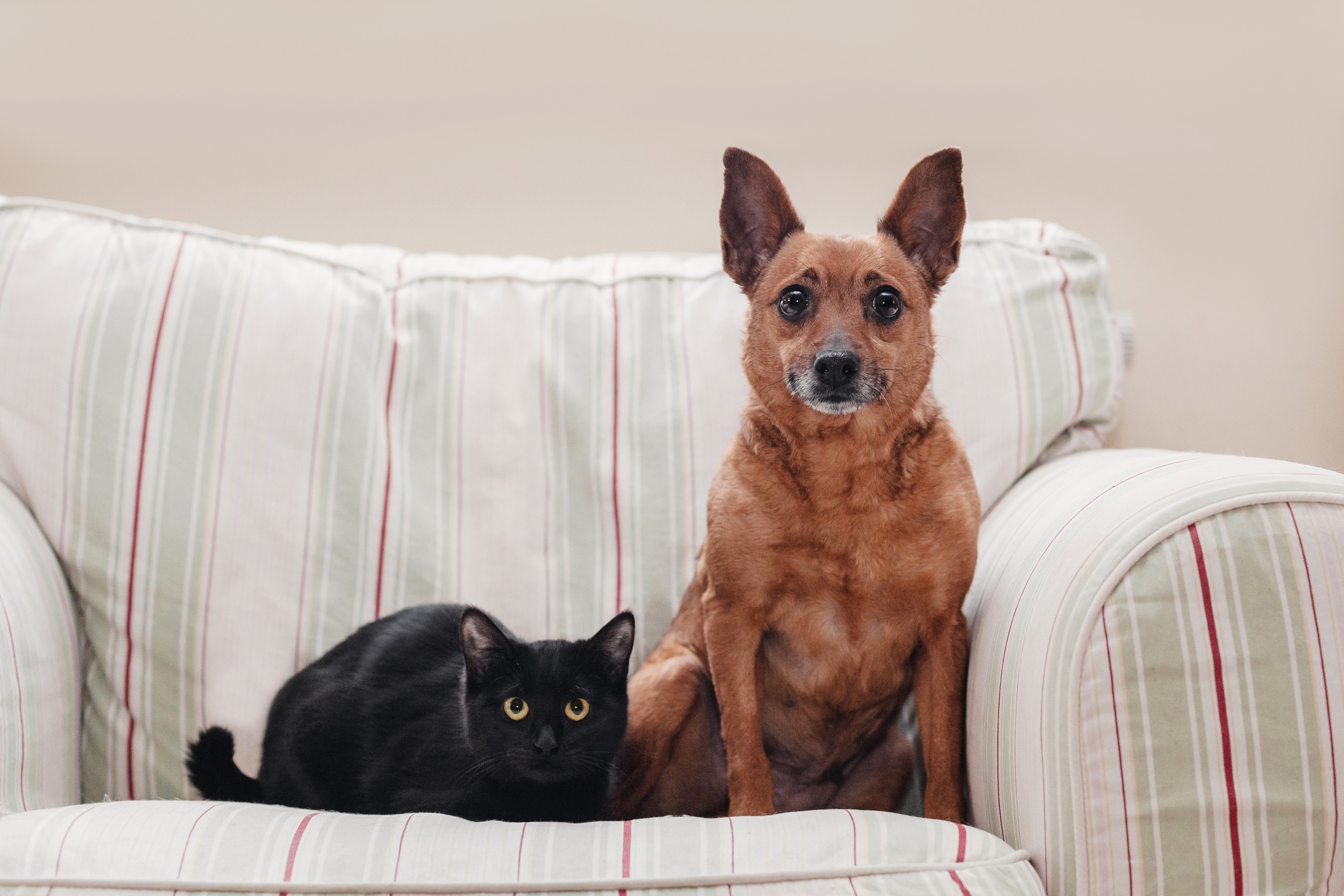 Домашняя съемка 2 собак и кошки 2023. Фотограф-анималист Татьяна Степанова