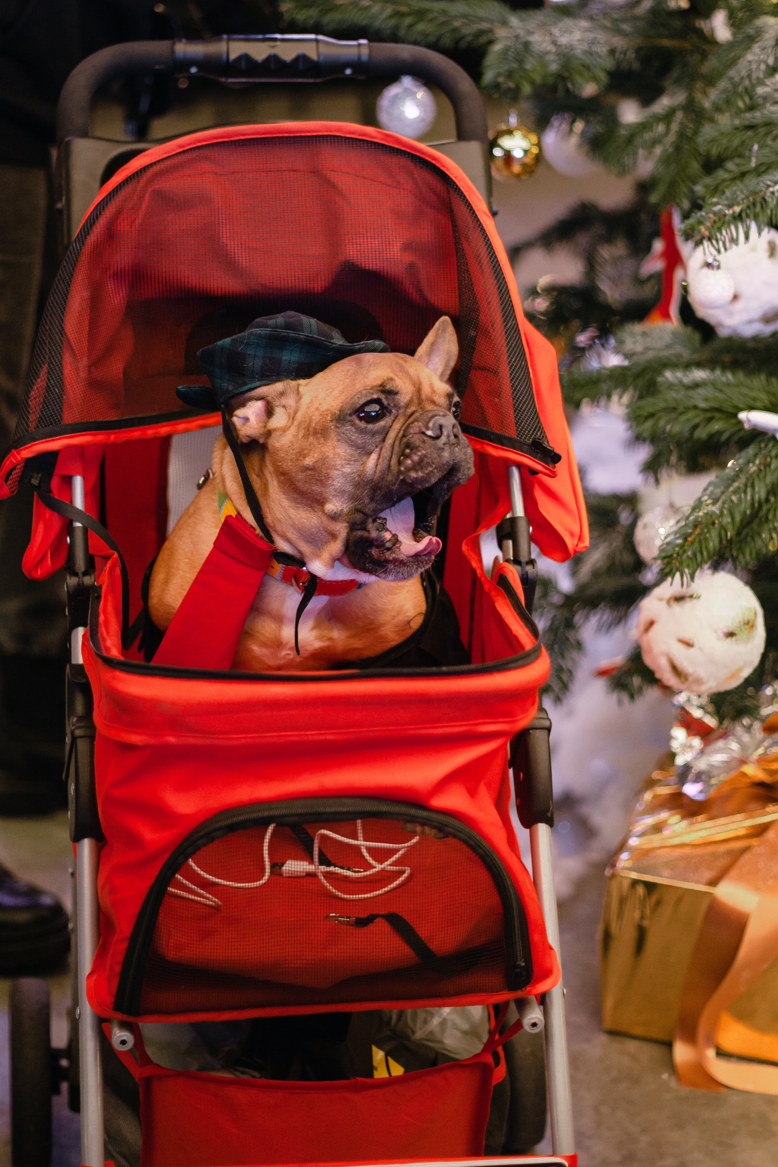 Бульелка 2022. Фотограф-анималист Татьяна Степанова