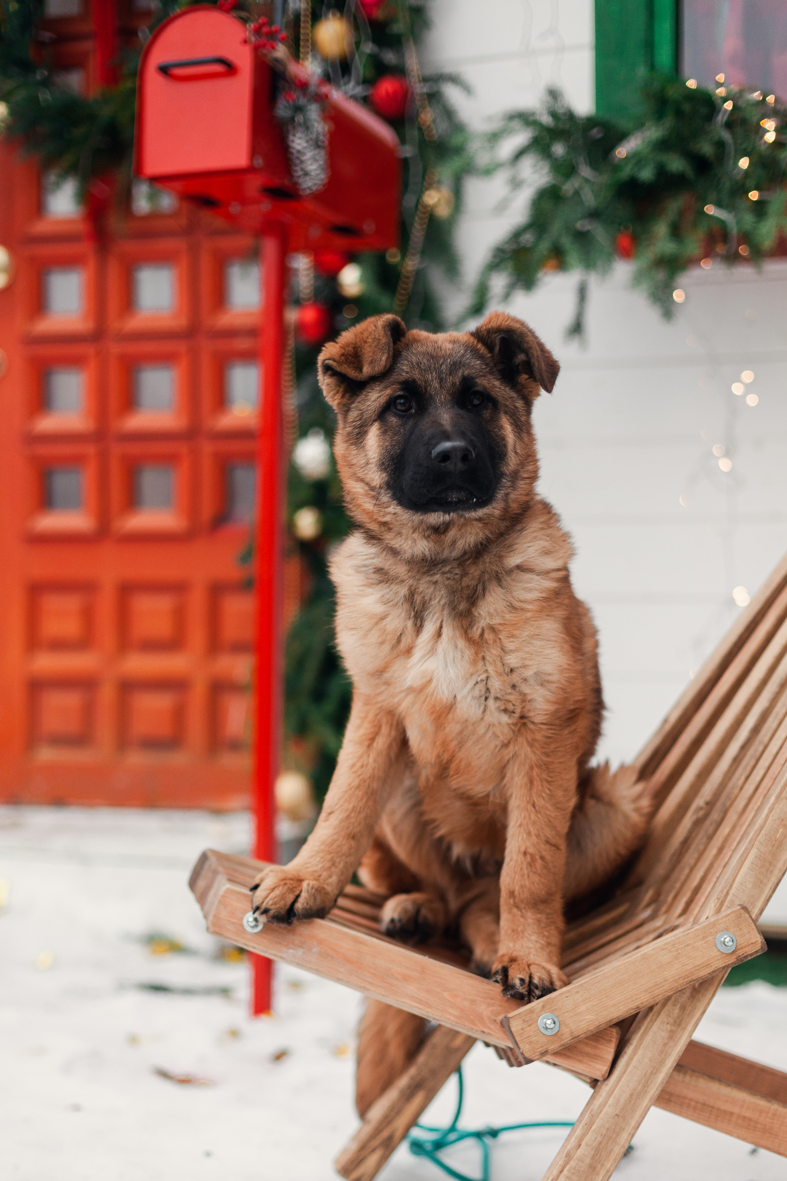Новогодняя серия с ретромашиной. Фотограф-анималист Татьяна Степанова