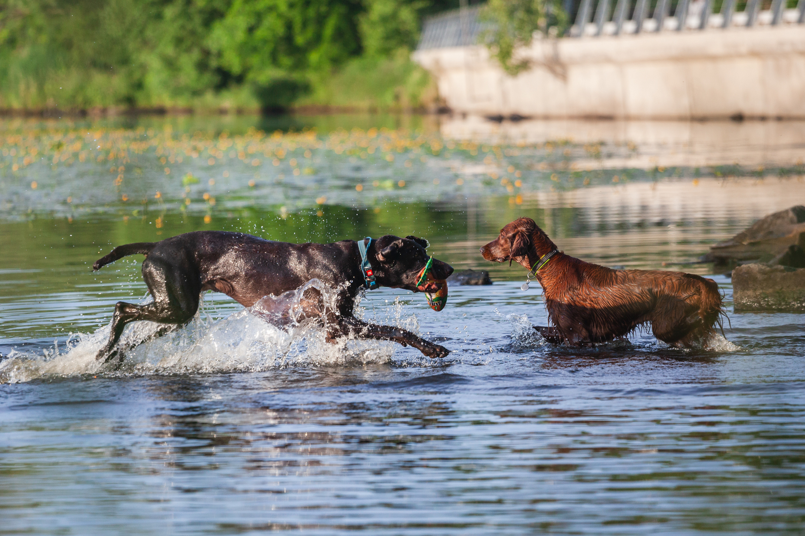 Рассветная съемка в ПКИО Северное Тушино. Фотограф-анималист Татьяна Степанова