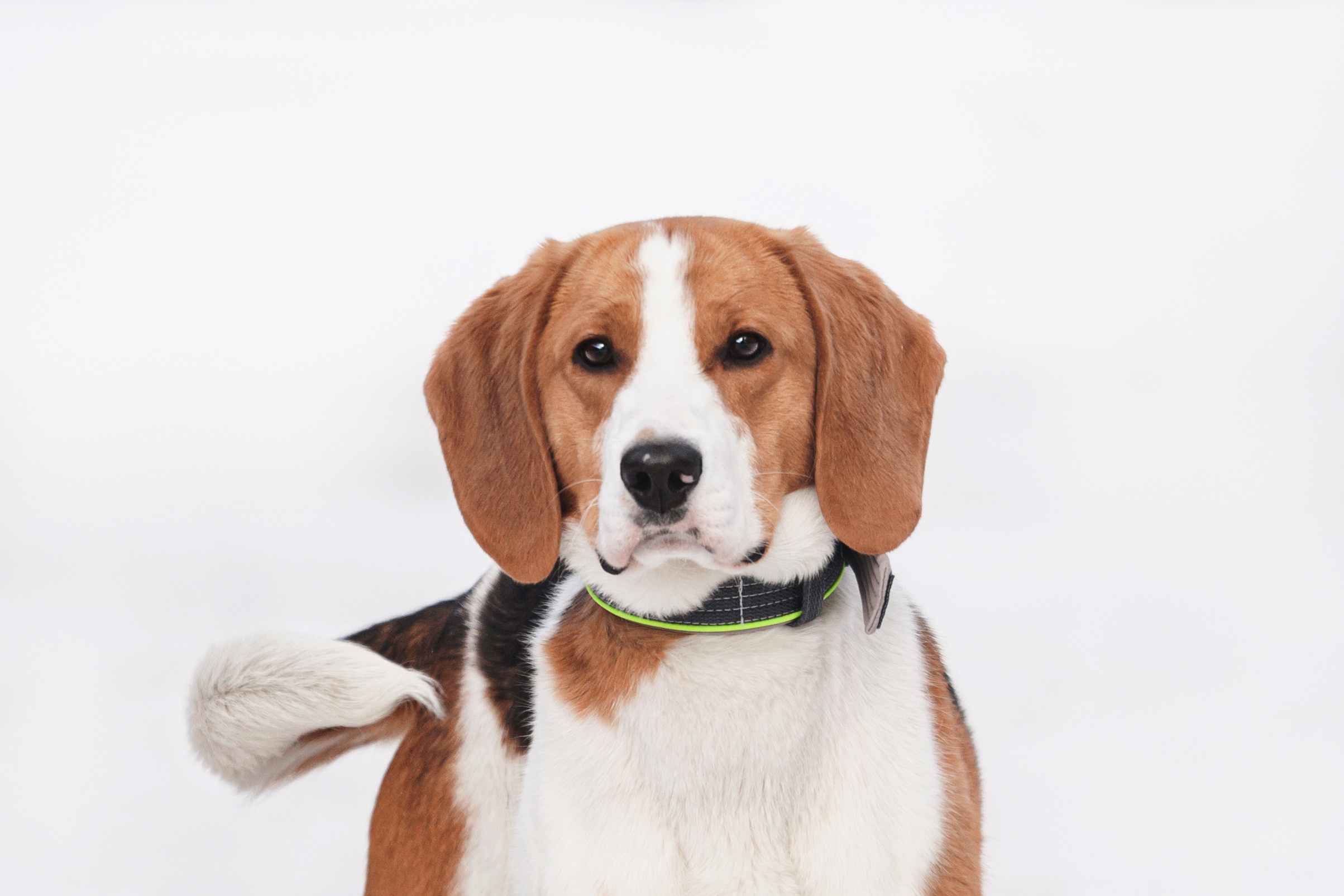 Группа помощи Дом для бигля 2023. Фотограф-анималист Татьяна Степанова