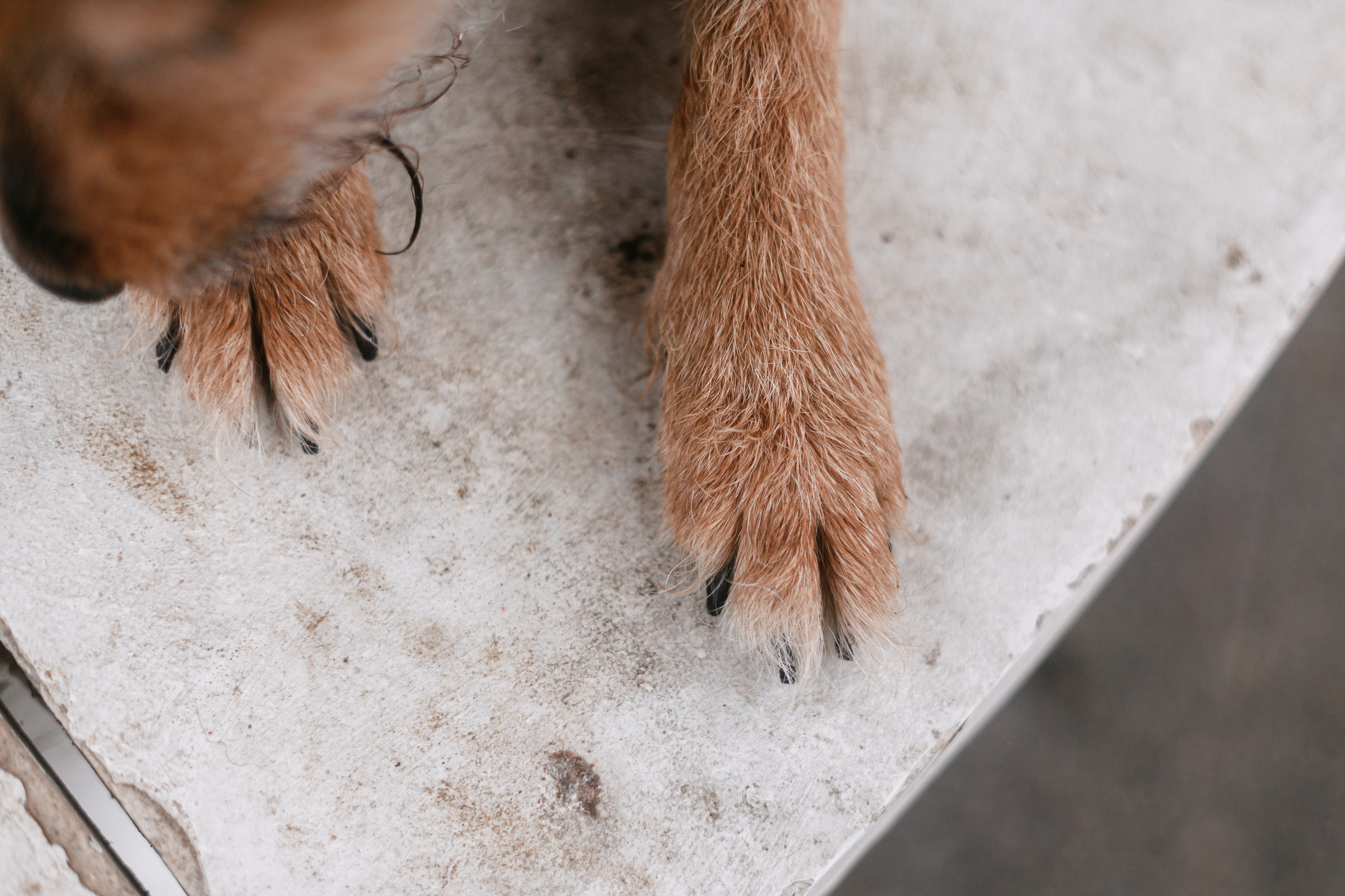 Лиза и Бренда. Фотограф-анималист Татьяна Степанова