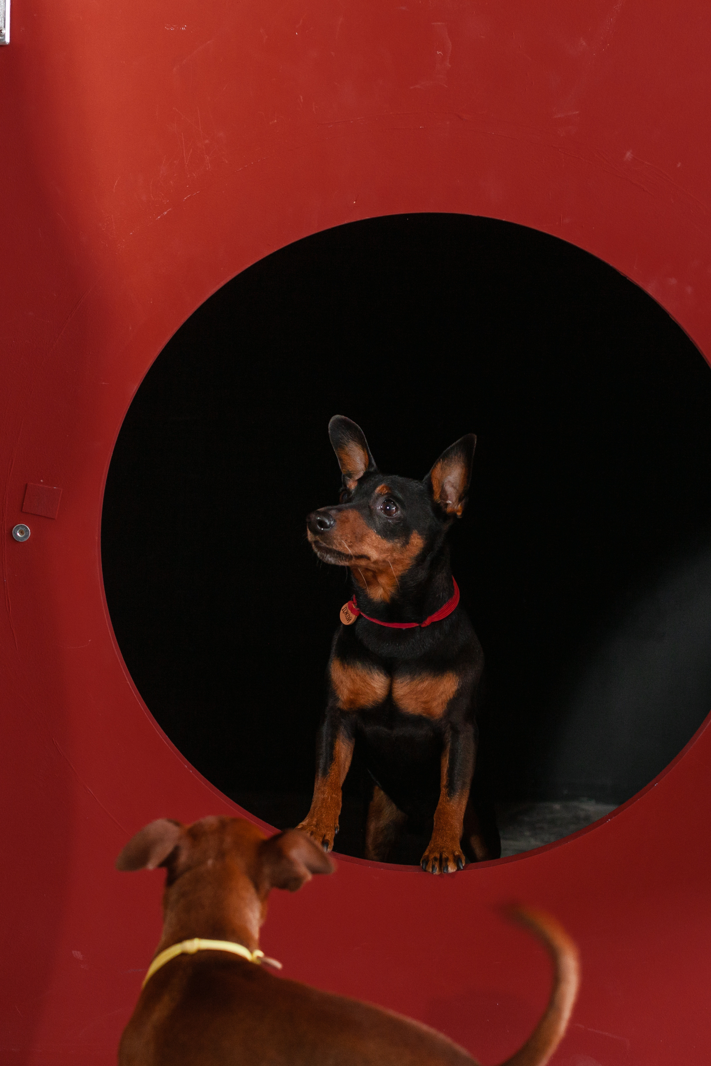 Александра и пинчеры Майя и Джой. Фотограф-анималист Татьяна Степанова