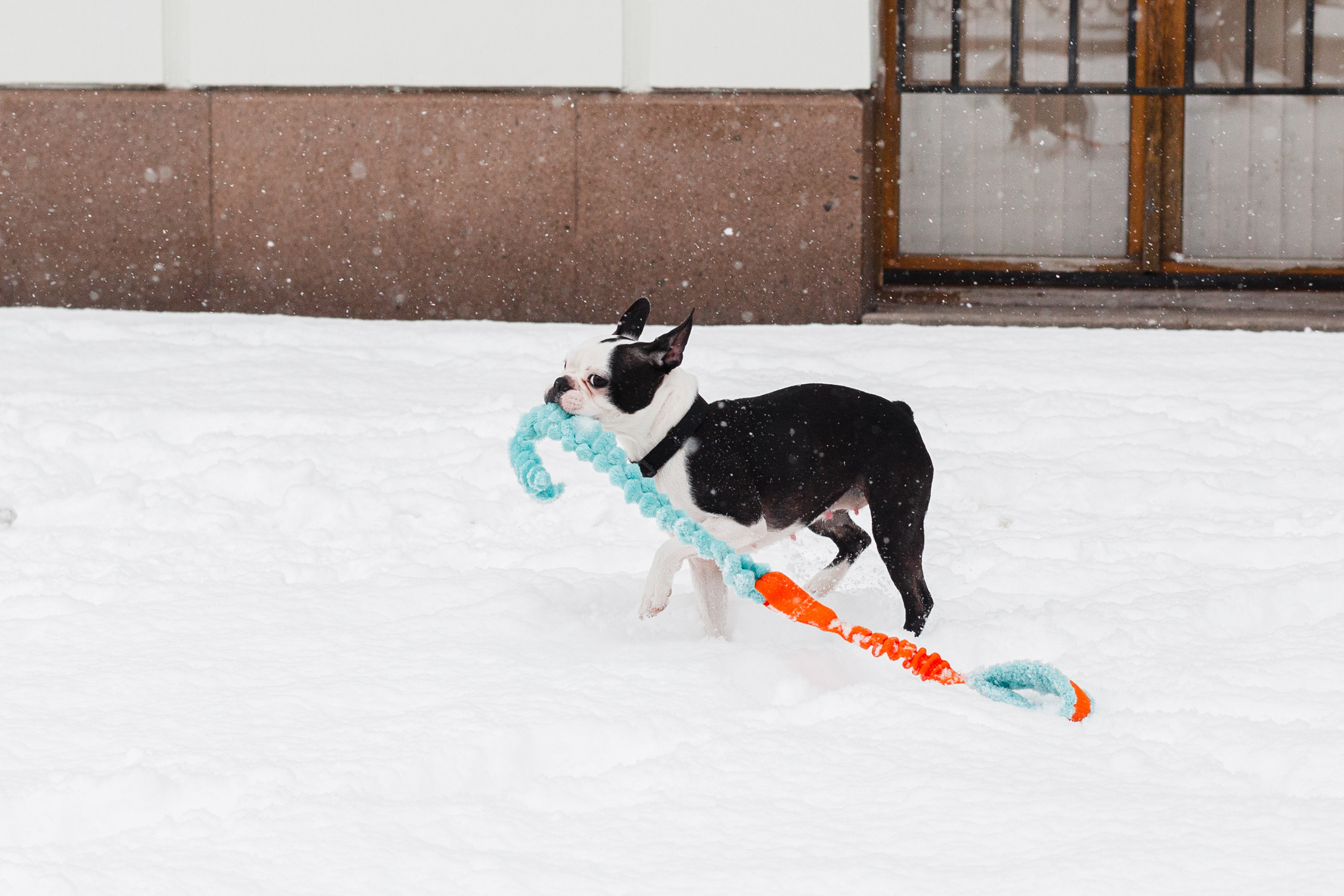 Василиса и Мира Кузнецкий мост. Фотограф-анималист Татьяна Степанова