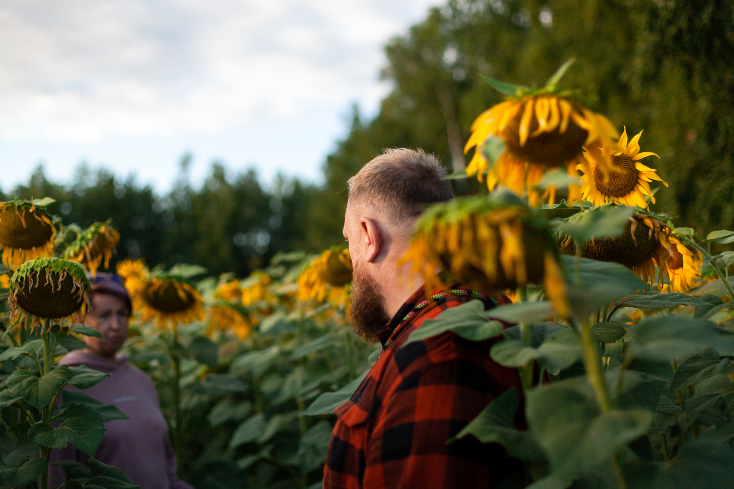 Коломна, стога и подсолнухи. Фотограф-анималист Татьяна Степанова