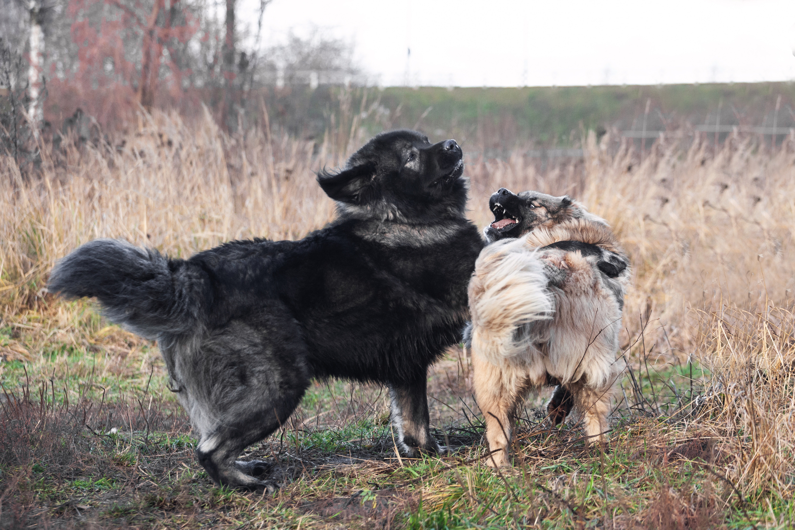 Фонд помощи кавказским овчаркам (Дудусик дог) 2022. Фотограф-анималист Татьяна Степанова