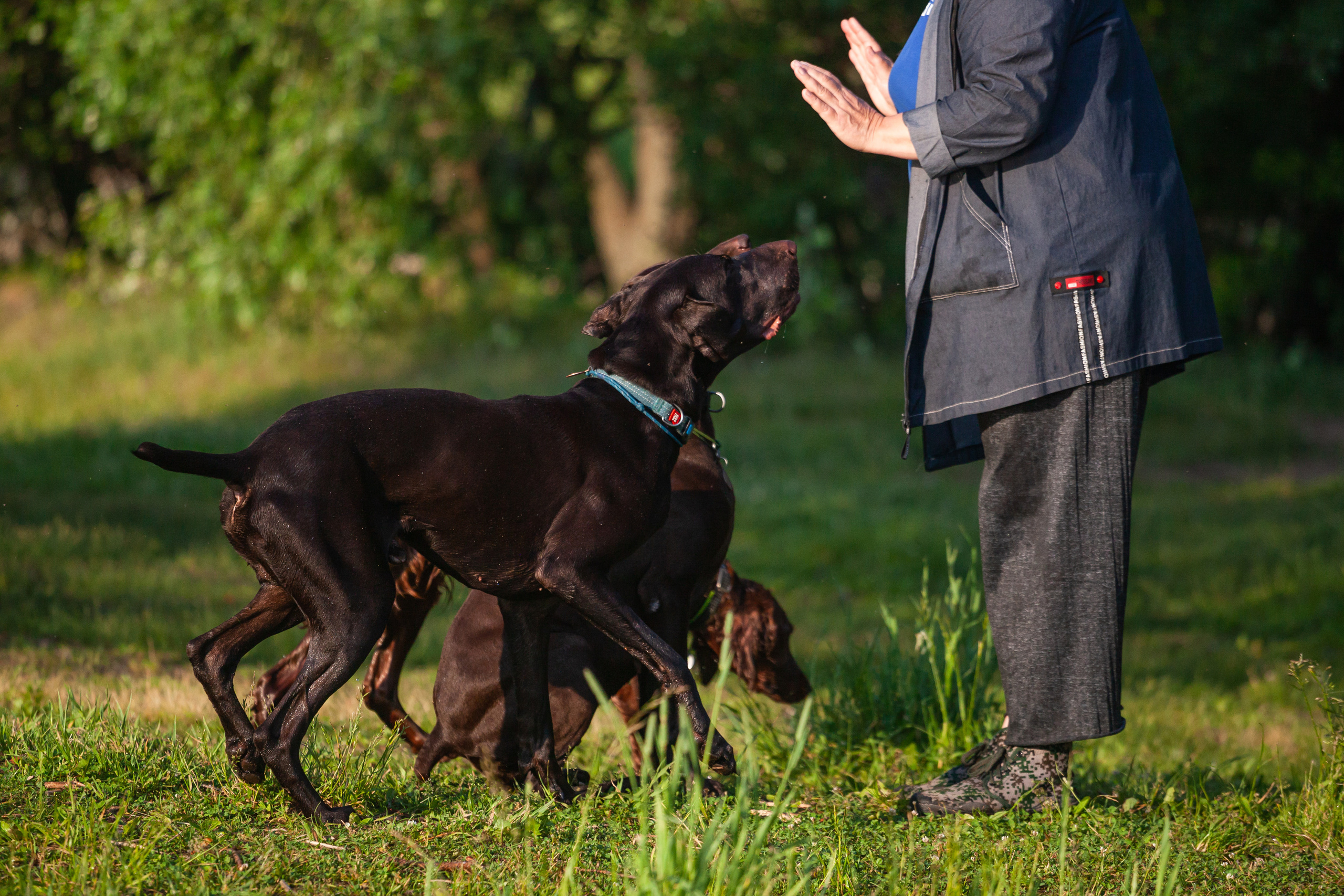 Рассветная съемка в ПКИО Северное Тушино. Фотограф-анималист Татьяна Степанова