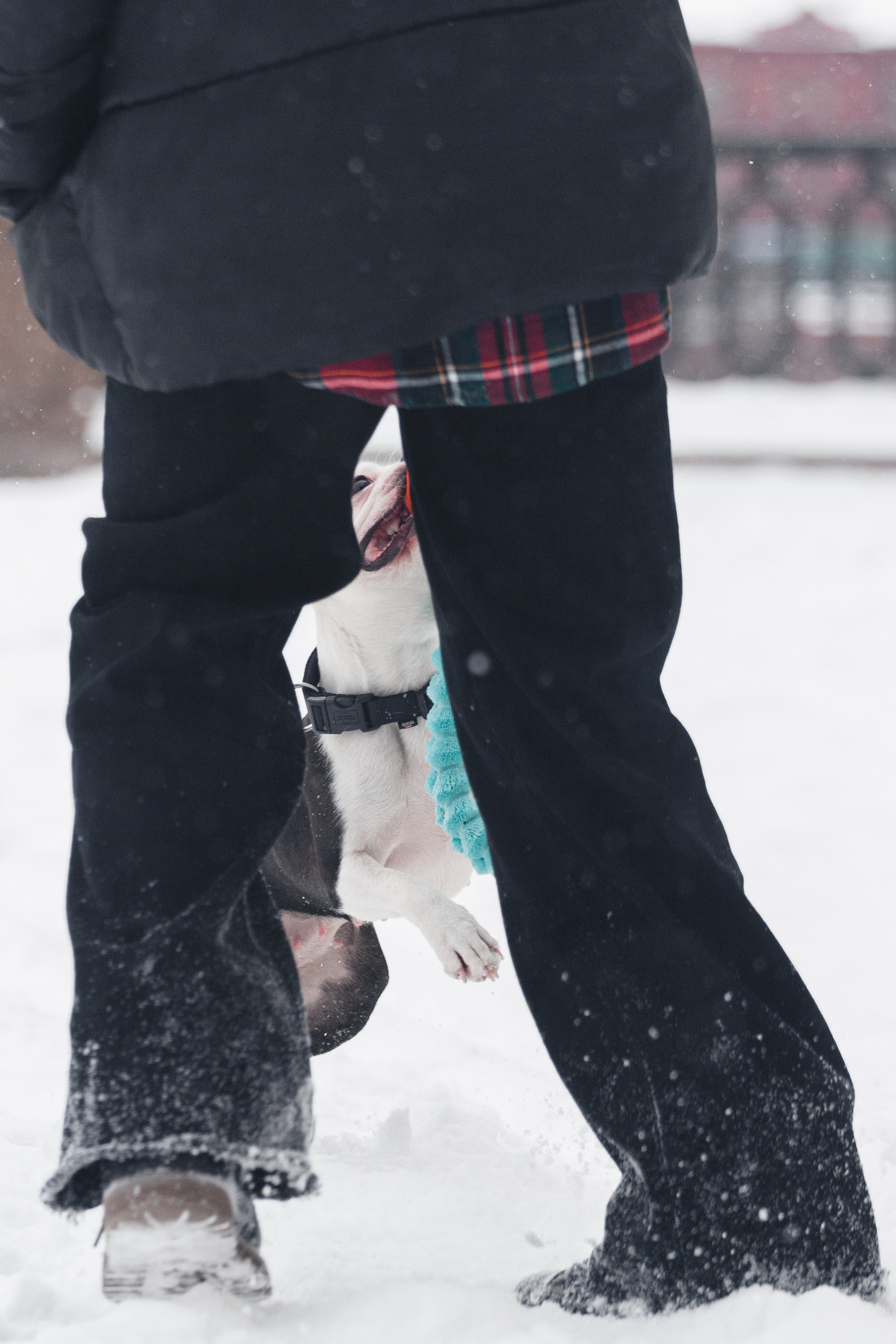 Василиса и Мира Кузнецкий мост. Фотограф-анималист Татьяна Степанова