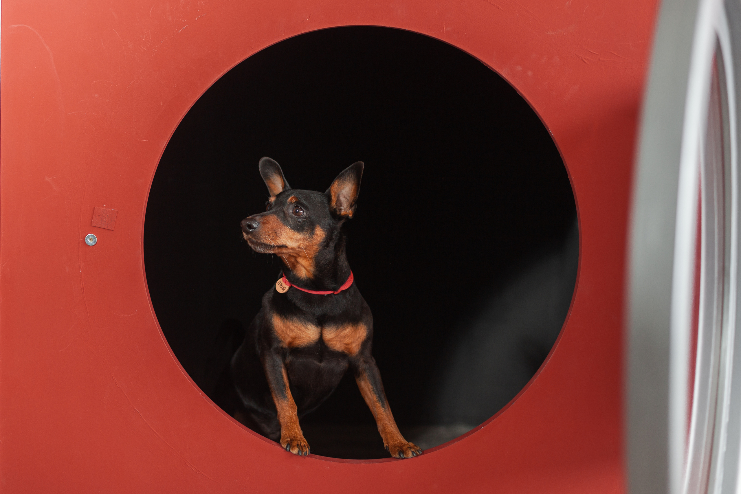 Александра и пинчеры Майя и Джой. Фотограф-анималист Татьяна Степанова