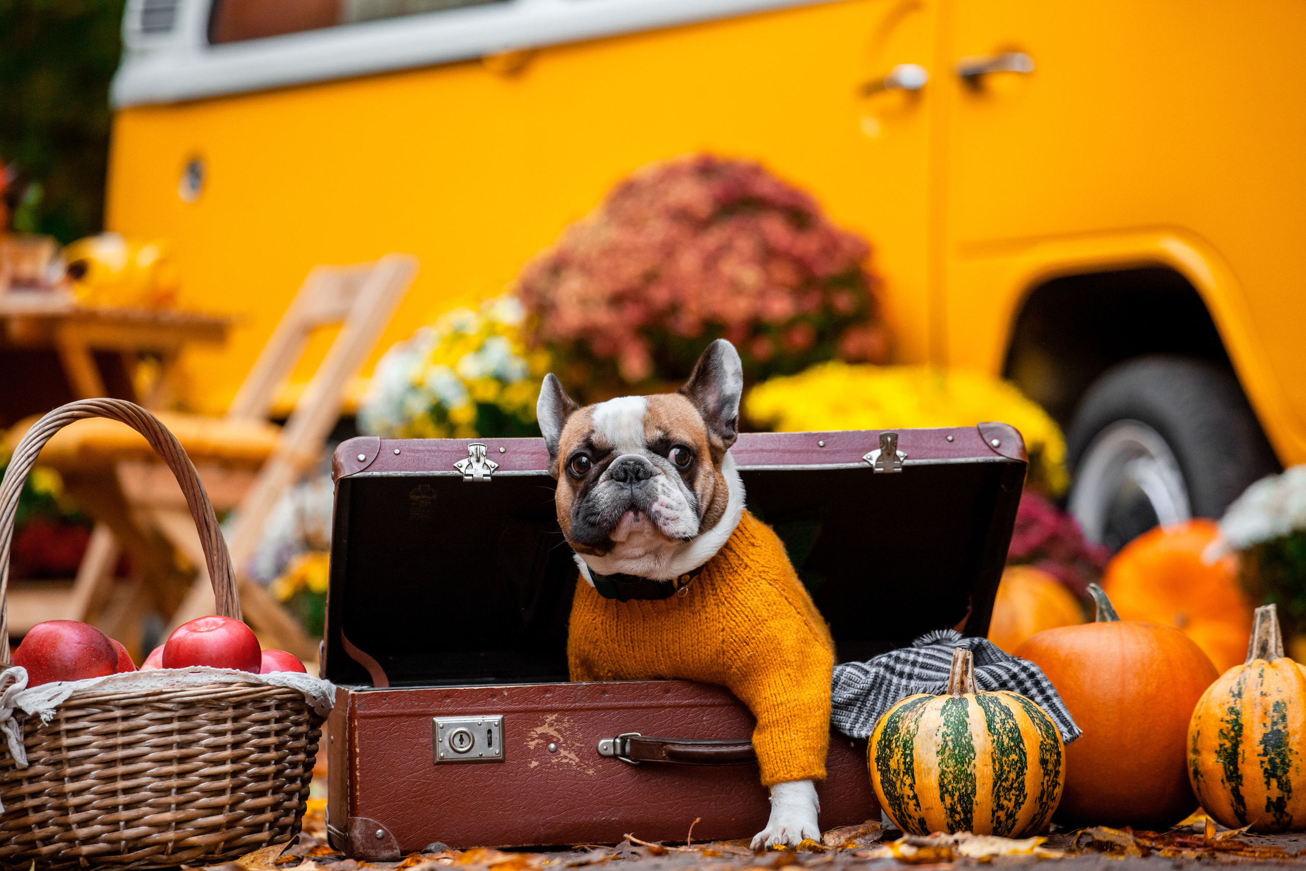 Фотограф-анималист Татьяна Степанова