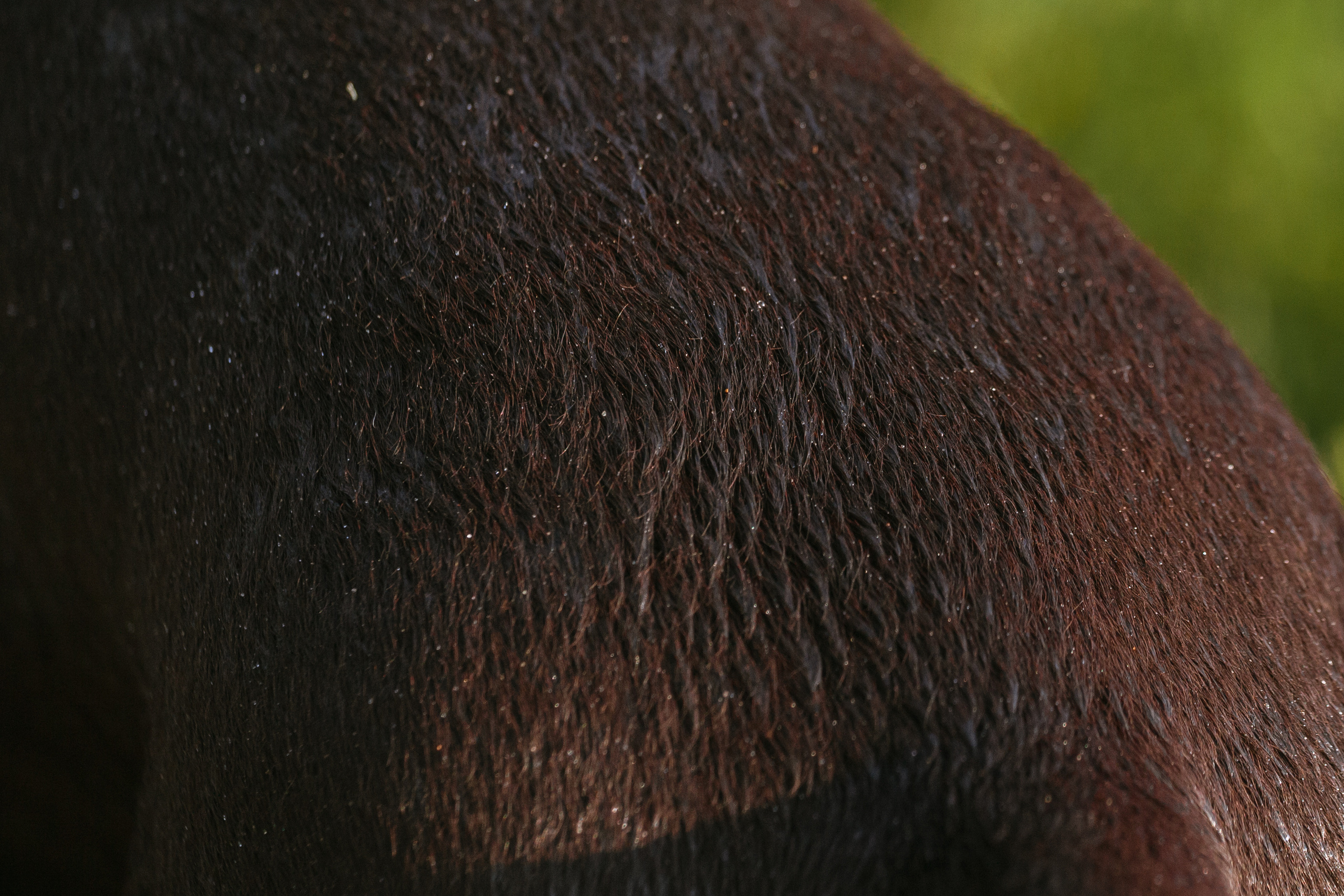 Рассветная съемка в ПКИО Северное Тушино. Фотограф-анималист Татьяна Степанова