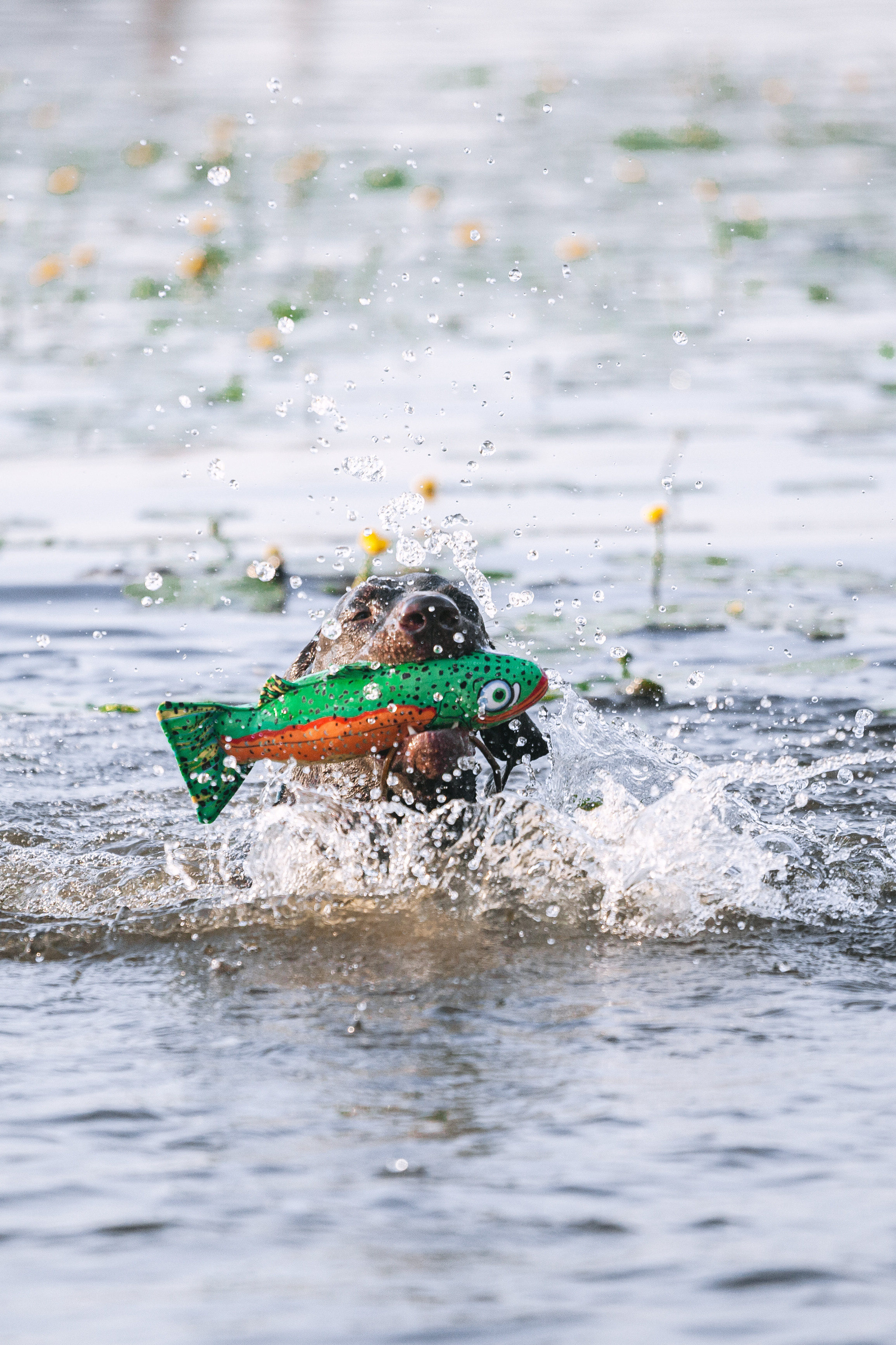 Рассветная съемка в ПКИО Северное Тушино. Фотограф-анималист Татьяна Степанова