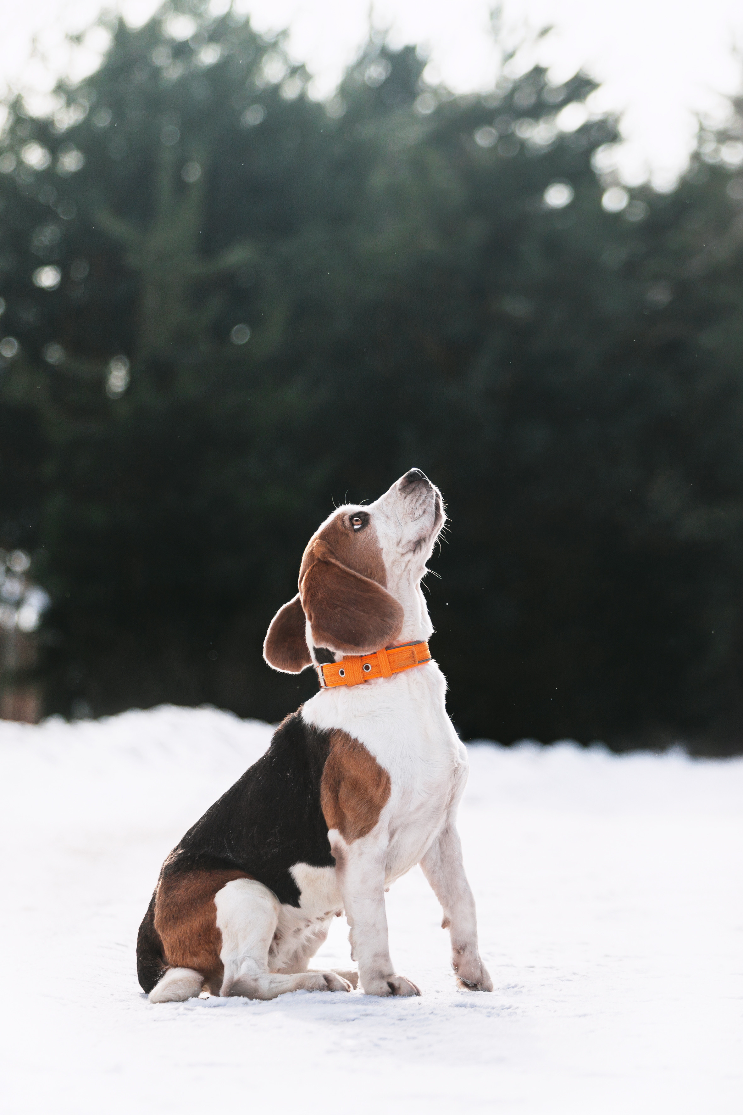 Группа помощи Дом для бигля 2023. Фотограф-анималист Татьяна Степанова