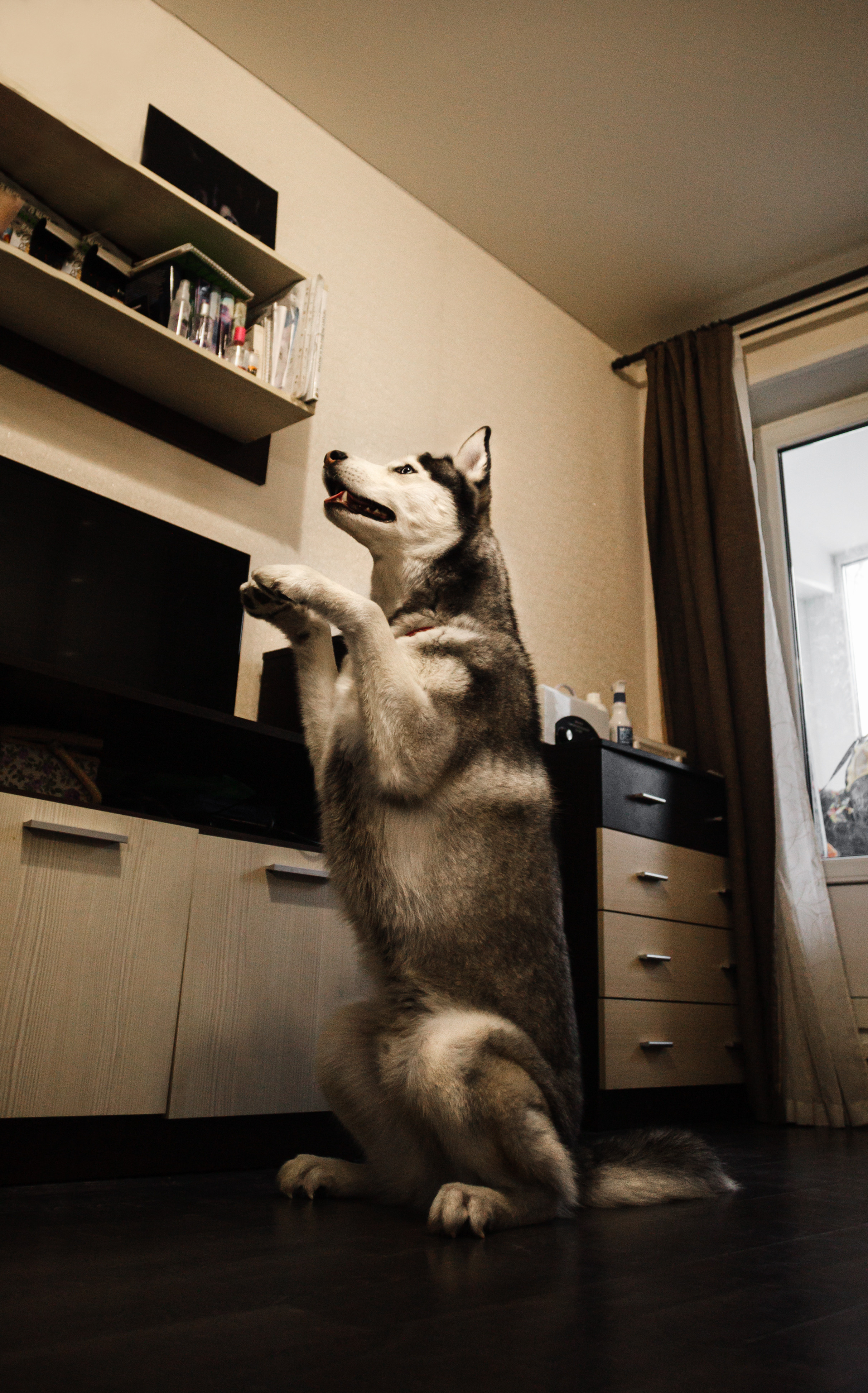 Киба и Аки. Фотограф-анималист Татьяна Степанова